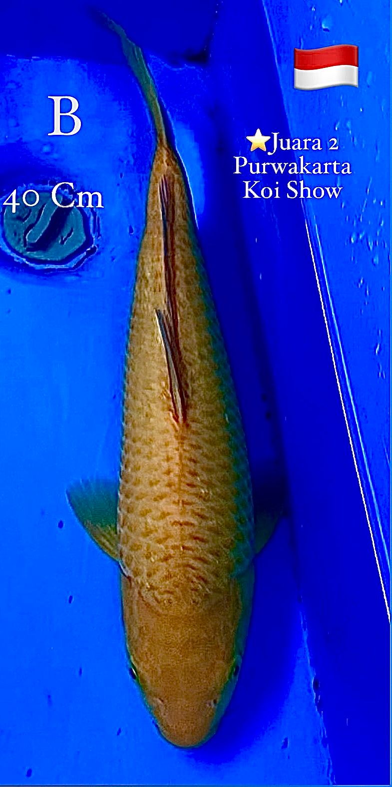 Lelang Koi Online, Jual Beli Ikan Koi, Pusat Jual Beli Koi, Info Lelang Koi Hari Ini, Platform Jual Beli Koi, Jual Beli Ikan Koi Online, Marketplace Ikan Koi, Jual Koi Terbaik, Tempat Beli Koi Berkualitas, Pasar Ikan Koi Online Terpercaya, Penjual Ikan Koi Terpercaya, Beli Koi Hias Online, Ikan Koi untuk Dijual, Koi Kualitas Terbaik, Toko Online Ikan Koi, Koi Hias Untuk Dijual, Jual Beli Ikan Koi Lokal, Koi Indonesia Online, Pusat Jual Beli Koi Terbesar