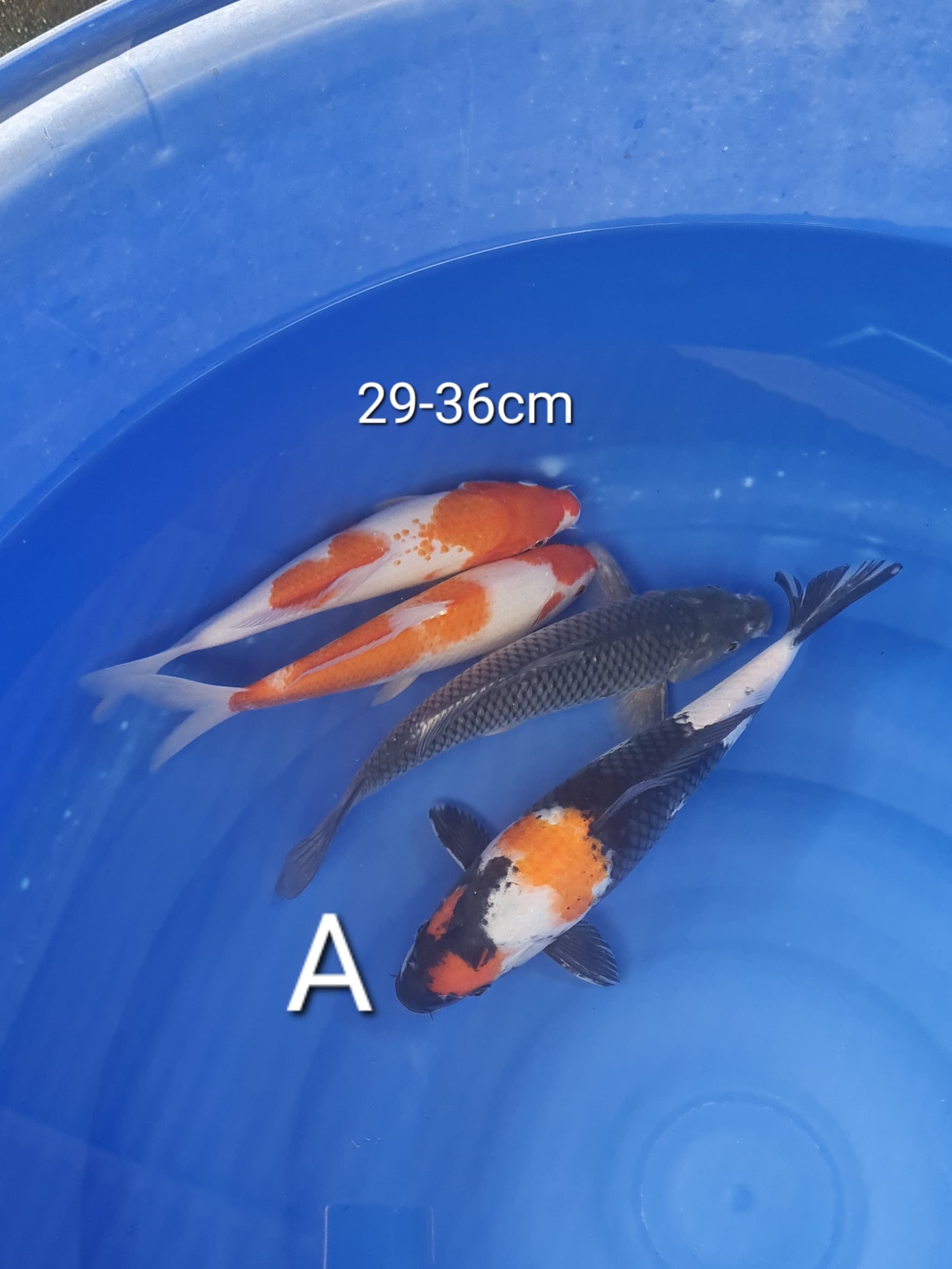 Lelang Koi Online, Jual Beli Ikan Koi, Pusat Jual Beli Koi, Info Lelang Koi Hari Ini, Platform Jual Beli Koi, Jual Beli Ikan Koi Online, Marketplace Ikan Koi, Jual Koi Terbaik, Tempat Beli Koi Berkualitas, Pasar Ikan Koi Online Terpercaya, Penjual Ikan Koi Terpercaya, Beli Koi Hias Online, Ikan Koi untuk Dijual, Koi Kualitas Terbaik, Toko Online Ikan Koi, Koi Hias Untuk Dijual, Jual Beli Ikan Koi Lokal, Koi Indonesia Online, Pusat Jual Beli Koi Terbesar