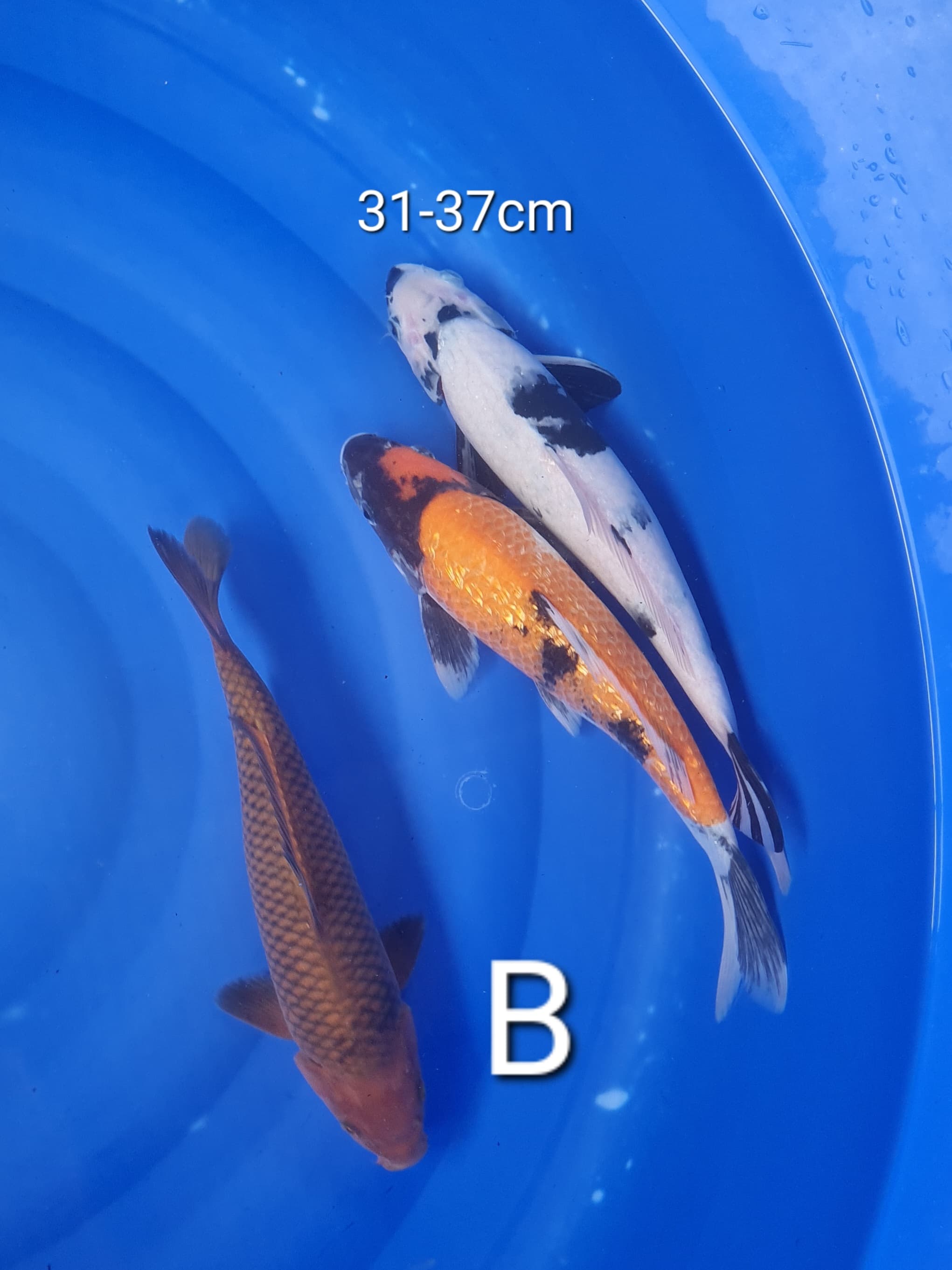Lelang Koi Online, Jual Beli Ikan Koi, Pusat Jual Beli Koi, Info Lelang Koi Hari Ini, Platform Jual Beli Koi, Jual Beli Ikan Koi Online, Marketplace Ikan Koi, Jual Koi Terbaik, Tempat Beli Koi Berkualitas, Pasar Ikan Koi Online Terpercaya, Penjual Ikan Koi Terpercaya, Beli Koi Hias Online, Ikan Koi untuk Dijual, Koi Kualitas Terbaik, Toko Online Ikan Koi, Koi Hias Untuk Dijual, Jual Beli Ikan Koi Lokal, Koi Indonesia Online, Pusat Jual Beli Koi Terbesar