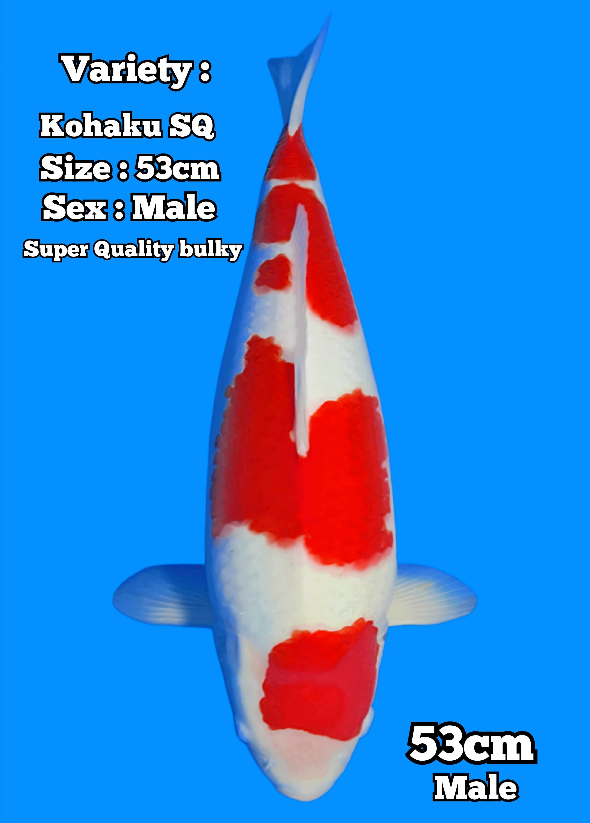 Lelang Koi Online, Jual Beli Ikan Koi, Pusat Jual Beli Koi, Info Lelang Koi Hari Ini, Platform Jual Beli Koi, Jual Beli Ikan Koi Online, Marketplace Ikan Koi, Jual Koi Terbaik, Tempat Beli Koi Berkualitas, Pasar Ikan Koi Online Terpercaya, Penjual Ikan Koi Terpercaya, Beli Koi Hias Online, Ikan Koi untuk Dijual, Koi Kualitas Terbaik, Toko Online Ikan Koi, Koi Hias Untuk Dijual, Jual Beli Ikan Koi Lokal, Koi Indonesia Online, Pusat Jual Beli Koi Terbesar