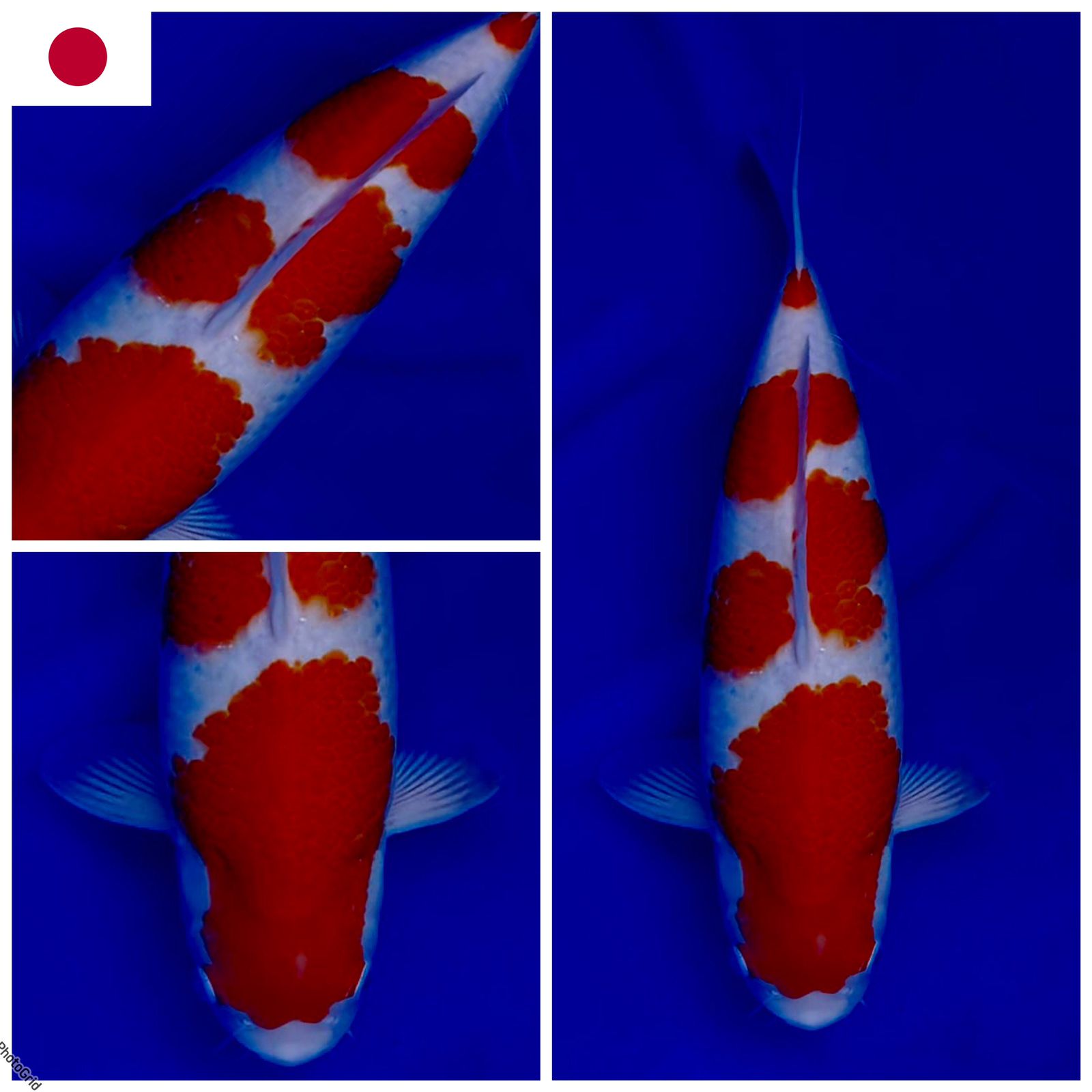 Lelang Koi Online, Jual Beli Ikan Koi, Pusat Jual Beli Koi, Info Lelang Koi Hari Ini, Platform Jual Beli Koi, Jual Beli Ikan Koi Online, Marketplace Ikan Koi, Jual Koi Terbaik, Tempat Beli Koi Berkualitas, Pasar Ikan Koi Online Terpercaya, Penjual Ikan Koi Terpercaya, Beli Koi Hias Online, Ikan Koi untuk Dijual, Koi Kualitas Terbaik, Toko Online Ikan Koi, Koi Hias Untuk Dijual, Jual Beli Ikan Koi Lokal, Koi Indonesia Online, Pusat Jual Beli Koi Terbesar