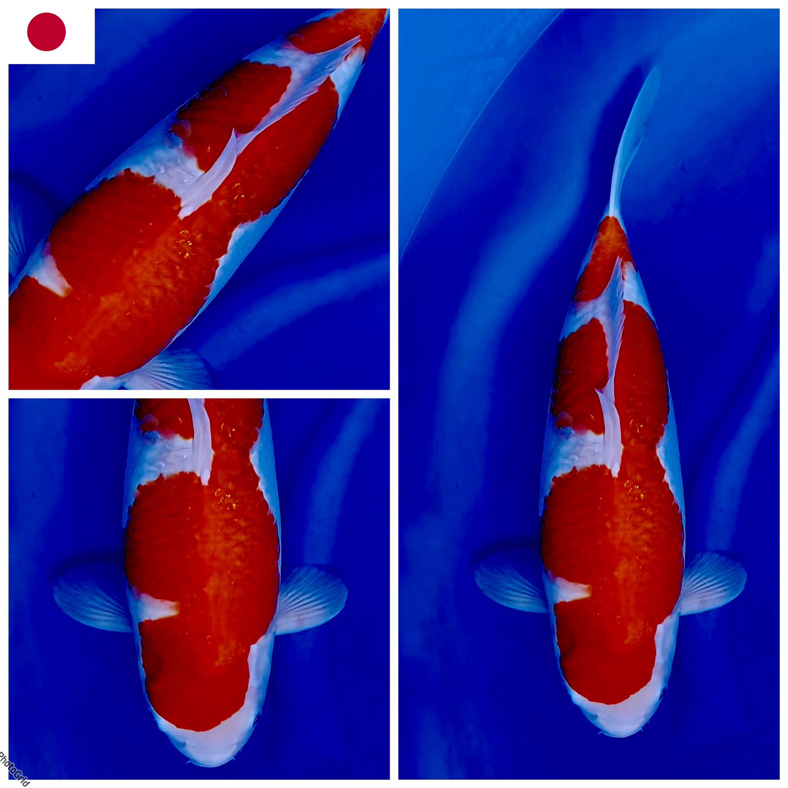 Lelang Koi Online, Jual Beli Ikan Koi, Pusat Jual Beli Koi, Info Lelang Koi Hari Ini, Platform Jual Beli Koi, Jual Beli Ikan Koi Online, Marketplace Ikan Koi, Jual Koi Terbaik, Tempat Beli Koi Berkualitas, Pasar Ikan Koi Online Terpercaya, Penjual Ikan Koi Terpercaya, Beli Koi Hias Online, Ikan Koi untuk Dijual, Koi Kualitas Terbaik, Toko Online Ikan Koi, Koi Hias Untuk Dijual, Jual Beli Ikan Koi Lokal, Koi Indonesia Online, Pusat Jual Beli Koi Terbesar