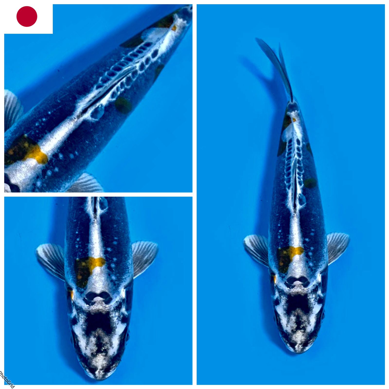 Lelang Koi Online, Jual Beli Ikan Koi, Pusat Jual Beli Koi, Info Lelang Koi Hari Ini, Platform Jual Beli Koi, Jual Beli Ikan Koi Online, Marketplace Ikan Koi, Jual Koi Terbaik, Tempat Beli Koi Berkualitas, Pasar Ikan Koi Online Terpercaya, Penjual Ikan Koi Terpercaya, Beli Koi Hias Online, Ikan Koi untuk Dijual, Koi Kualitas Terbaik, Toko Online Ikan Koi, Koi Hias Untuk Dijual, Jual Beli Ikan Koi Lokal, Koi Indonesia Online, Pusat Jual Beli Koi Terbesar