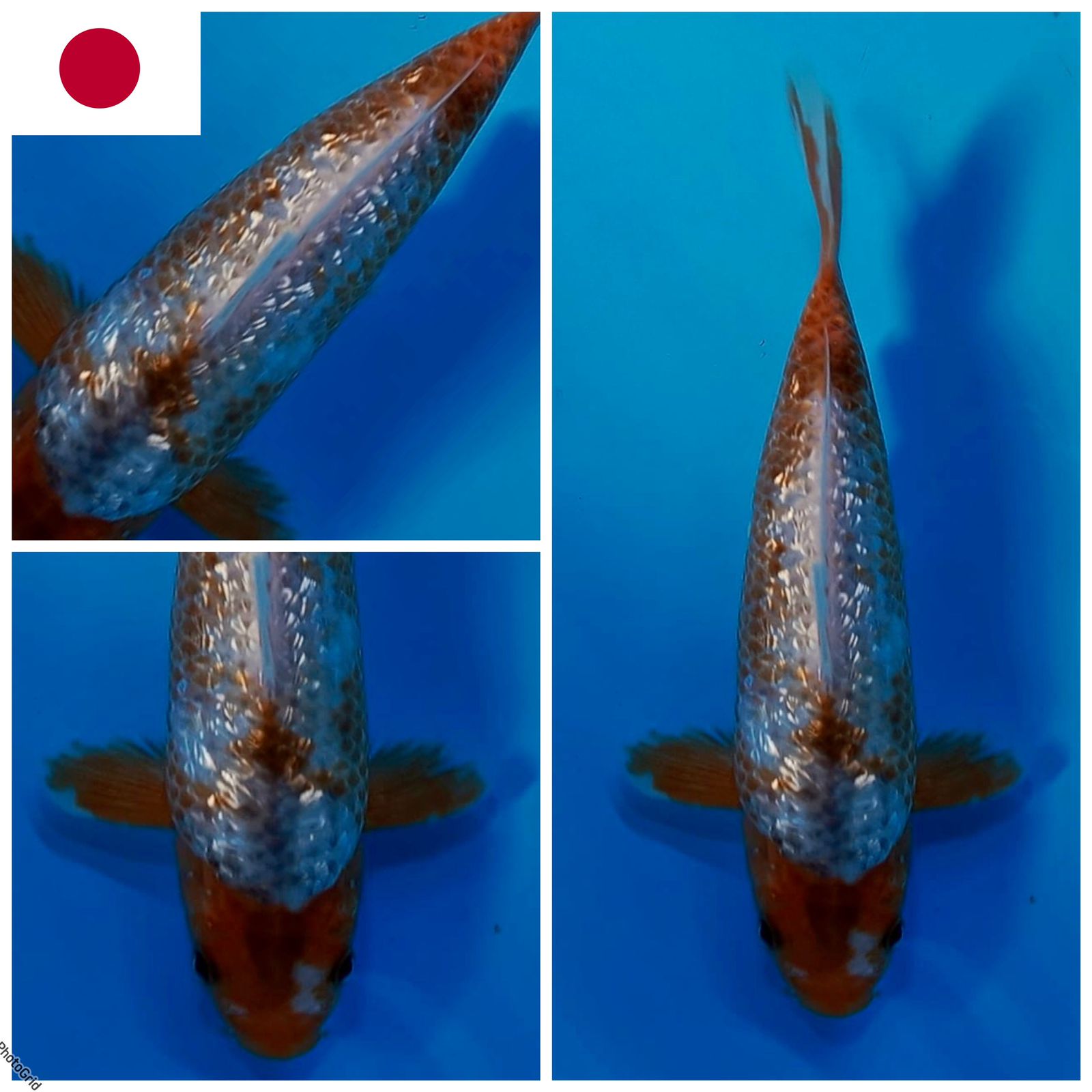 Lelang Koi Online, Jual Beli Ikan Koi, Pusat Jual Beli Koi, Info Lelang Koi Hari Ini, Platform Jual Beli Koi, Jual Beli Ikan Koi Online, Marketplace Ikan Koi, Jual Koi Terbaik, Tempat Beli Koi Berkualitas, Pasar Ikan Koi Online Terpercaya, Penjual Ikan Koi Terpercaya, Beli Koi Hias Online, Ikan Koi untuk Dijual, Koi Kualitas Terbaik, Toko Online Ikan Koi, Koi Hias Untuk Dijual, Jual Beli Ikan Koi Lokal, Koi Indonesia Online, Pusat Jual Beli Koi Terbesar