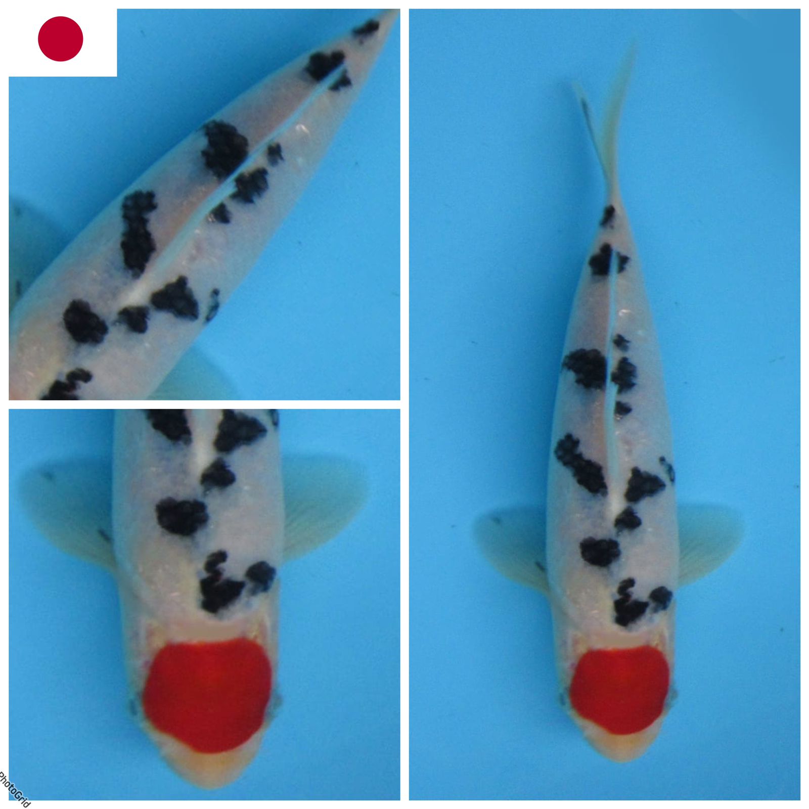 Lelang Koi Online, Jual Beli Ikan Koi, Pusat Jual Beli Koi, Info Lelang Koi Hari Ini, Platform Jual Beli Koi, Jual Beli Ikan Koi Online, Marketplace Ikan Koi, Jual Koi Terbaik, Tempat Beli Koi Berkualitas, Pasar Ikan Koi Online Terpercaya, Penjual Ikan Koi Terpercaya, Beli Koi Hias Online, Ikan Koi untuk Dijual, Koi Kualitas Terbaik, Toko Online Ikan Koi, Koi Hias Untuk Dijual, Jual Beli Ikan Koi Lokal, Koi Indonesia Online, Pusat Jual Beli Koi Terbesar