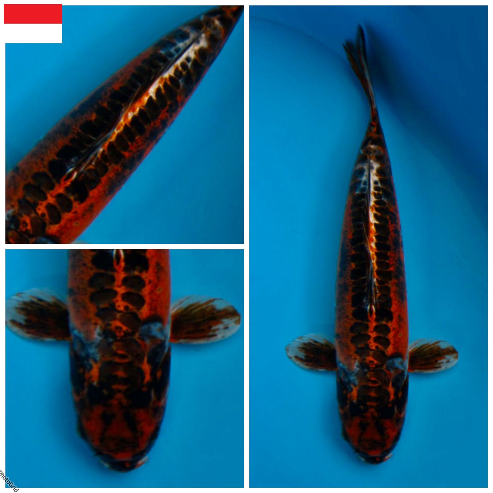 Lelang Koi Online, Jual Beli Ikan Koi, Pusat Jual Beli Koi, Info Lelang Koi Hari Ini, Platform Jual Beli Koi, Jual Beli Ikan Koi Online, Marketplace Ikan Koi, Jual Koi Terbaik, Tempat Beli Koi Berkualitas, Pasar Ikan Koi Online Terpercaya, Penjual Ikan Koi Terpercaya, Beli Koi Hias Online, Ikan Koi untuk Dijual, Koi Kualitas Terbaik, Toko Online Ikan Koi, Koi Hias Untuk Dijual, Jual Beli Ikan Koi Lokal, Koi Indonesia Online, Pusat Jual Beli Koi Terbesar