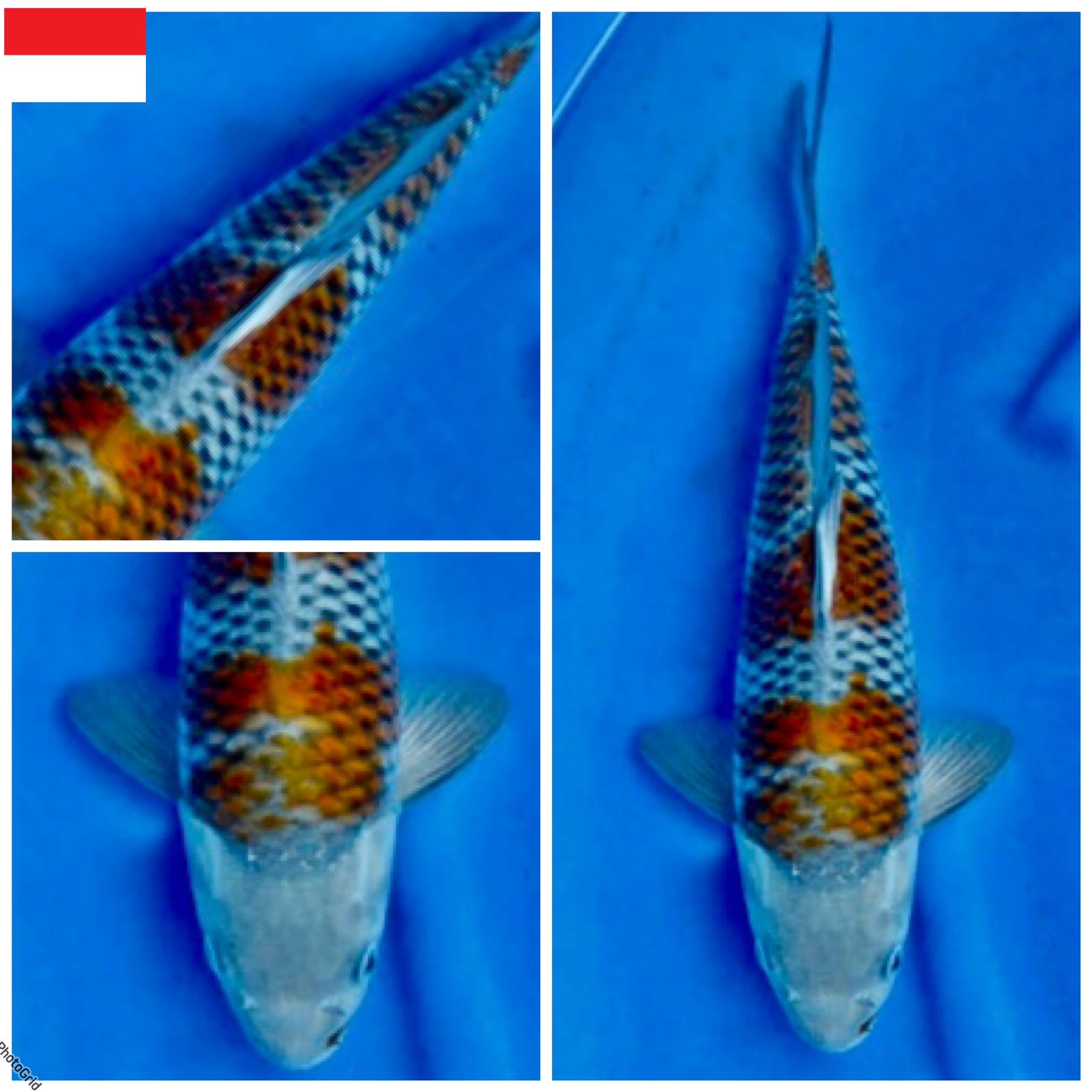 Lelang Koi Online, Jual Beli Ikan Koi, Pusat Jual Beli Koi, Info Lelang Koi Hari Ini, Platform Jual Beli Koi, Jual Beli Ikan Koi Online, Marketplace Ikan Koi, Jual Koi Terbaik, Tempat Beli Koi Berkualitas, Pasar Ikan Koi Online Terpercaya, Penjual Ikan Koi Terpercaya, Beli Koi Hias Online, Ikan Koi untuk Dijual, Koi Kualitas Terbaik, Toko Online Ikan Koi, Koi Hias Untuk Dijual, Jual Beli Ikan Koi Lokal, Koi Indonesia Online, Pusat Jual Beli Koi Terbesar