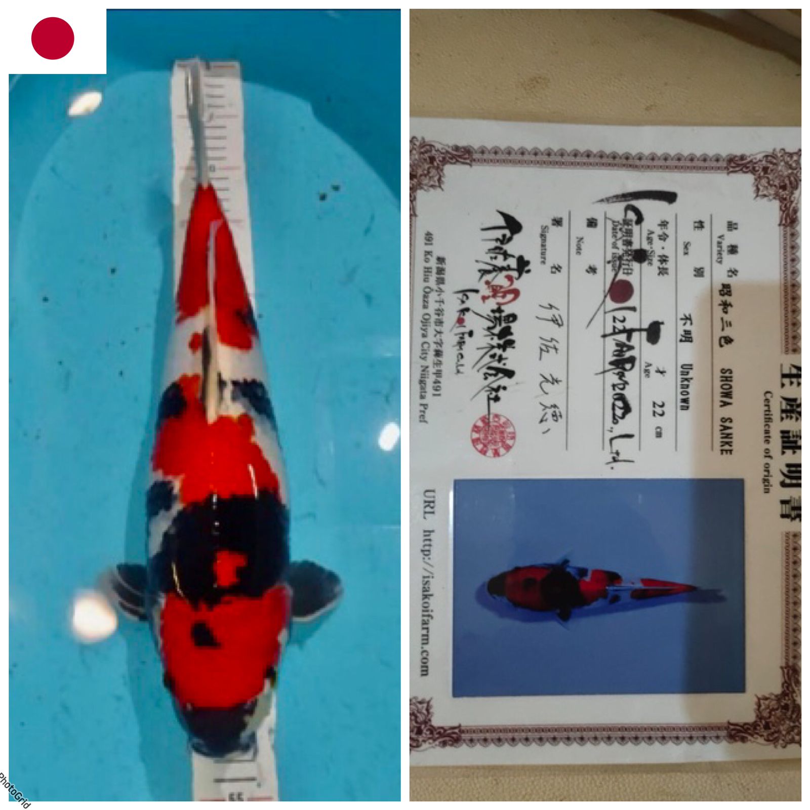 Lelang Koi Online, Jual Beli Ikan Koi, Pusat Jual Beli Koi, Info Lelang Koi Hari Ini, Platform Jual Beli Koi, Jual Beli Ikan Koi Online, Marketplace Ikan Koi, Jual Koi Terbaik, Tempat Beli Koi Berkualitas, Pasar Ikan Koi Online Terpercaya, Penjual Ikan Koi Terpercaya, Beli Koi Hias Online, Ikan Koi untuk Dijual, Koi Kualitas Terbaik, Toko Online Ikan Koi, Koi Hias Untuk Dijual, Jual Beli Ikan Koi Lokal, Koi Indonesia Online, Pusat Jual Beli Koi Terbesar