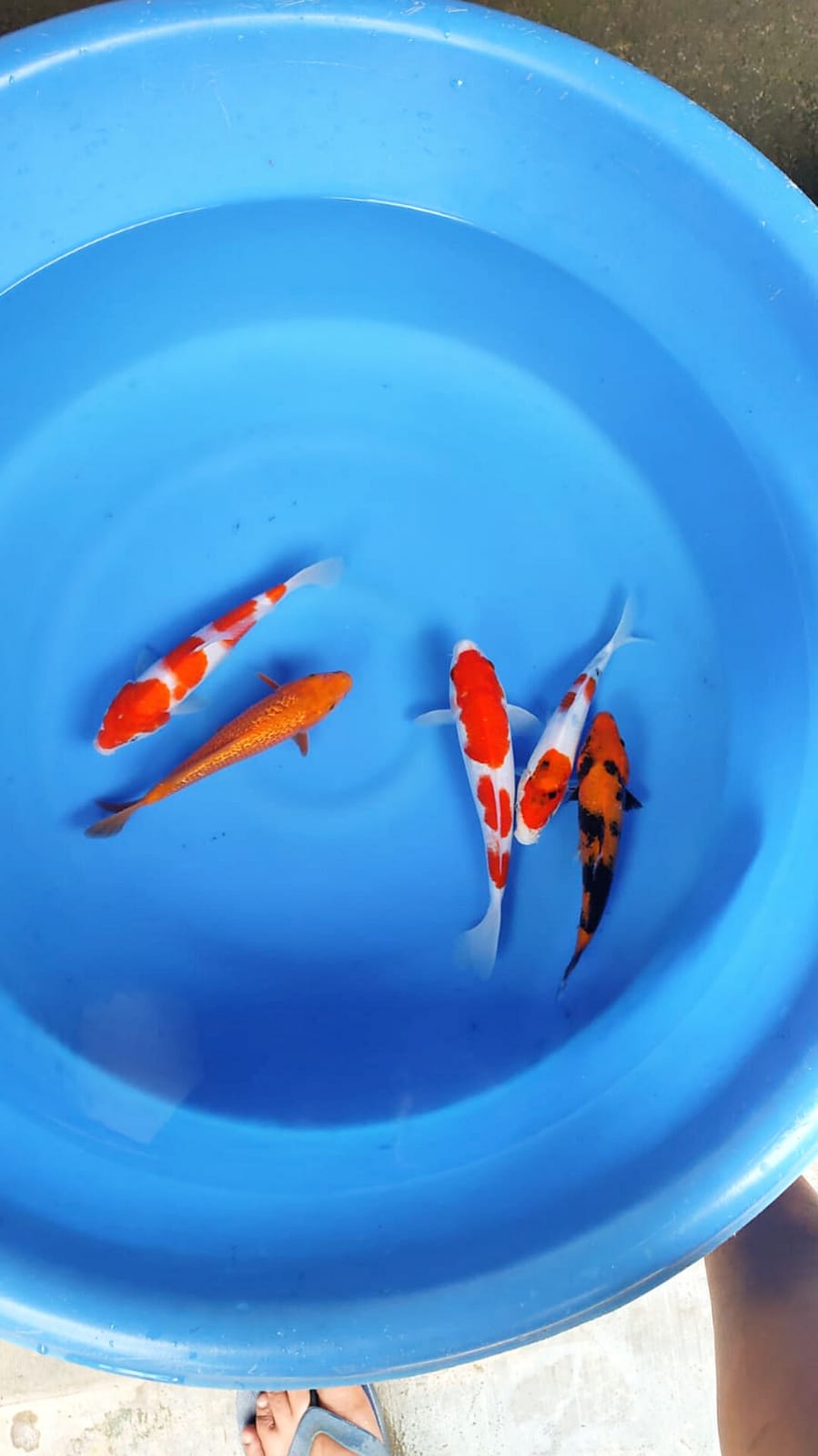 Lelang Koi Online, Jual Beli Ikan Koi, Pusat Jual Beli Koi, Info Lelang Koi Hari Ini, Platform Jual Beli Koi, Jual Beli Ikan Koi Online, Marketplace Ikan Koi, Jual Koi Terbaik, Tempat Beli Koi Berkualitas, Pasar Ikan Koi Online Terpercaya, Penjual Ikan Koi Terpercaya, Beli Koi Hias Online, Ikan Koi untuk Dijual, Koi Kualitas Terbaik, Toko Online Ikan Koi, Koi Hias Untuk Dijual, Jual Beli Ikan Koi Lokal, Koi Indonesia Online, Pusat Jual Beli Koi Terbesar