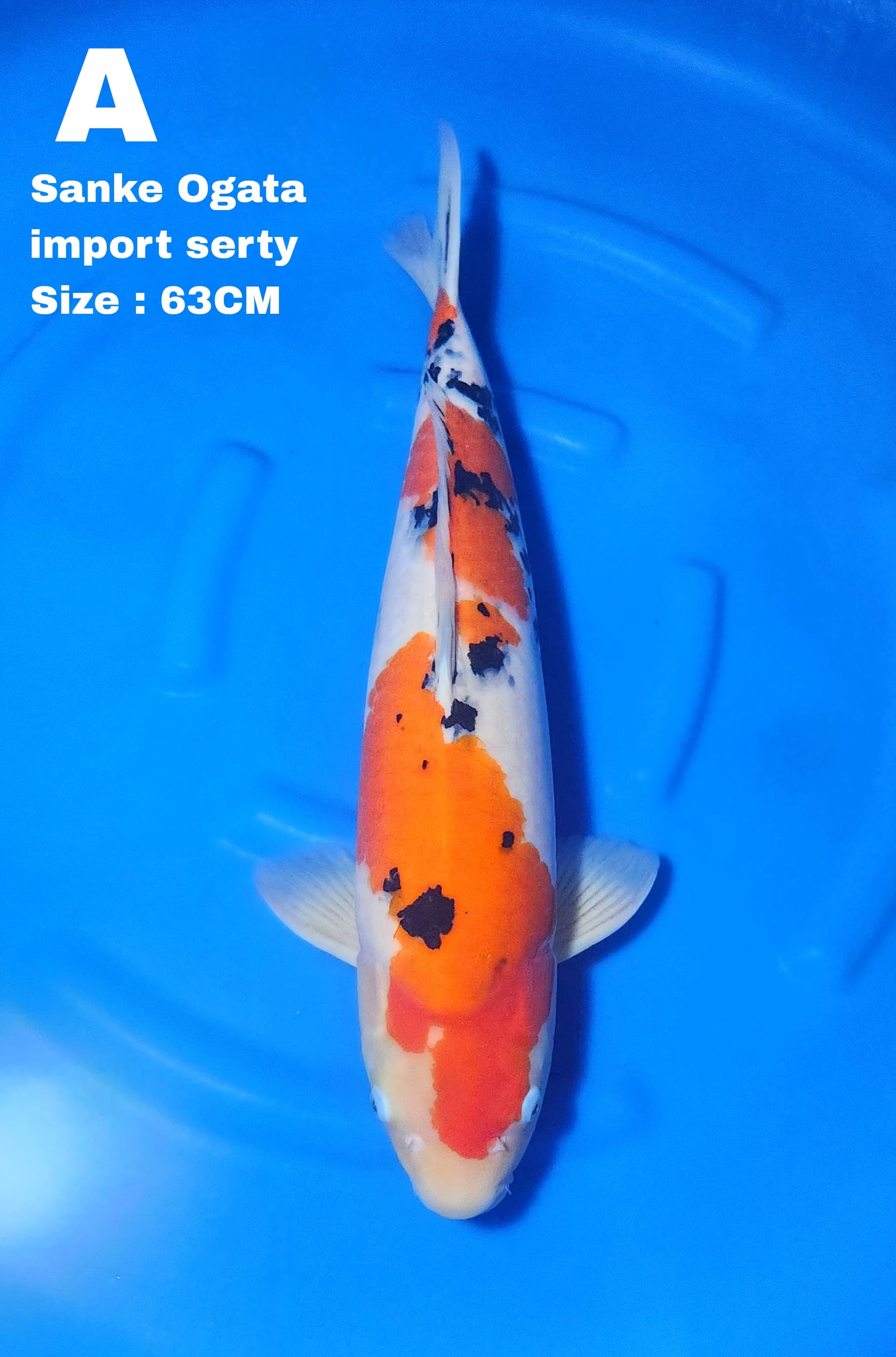 Lelang Koi Online, Jual Beli Ikan Koi, Pusat Jual Beli Koi, Info Lelang Koi Hari Ini, Platform Jual Beli Koi, Jual Beli Ikan Koi Online, Marketplace Ikan Koi, Jual Koi Terbaik, Tempat Beli Koi Berkualitas, Pasar Ikan Koi Online Terpercaya, Penjual Ikan Koi Terpercaya, Beli Koi Hias Online, Ikan Koi untuk Dijual, Koi Kualitas Terbaik, Toko Online Ikan Koi, Koi Hias Untuk Dijual, Jual Beli Ikan Koi Lokal, Koi Indonesia Online, Pusat Jual Beli Koi Terbesar