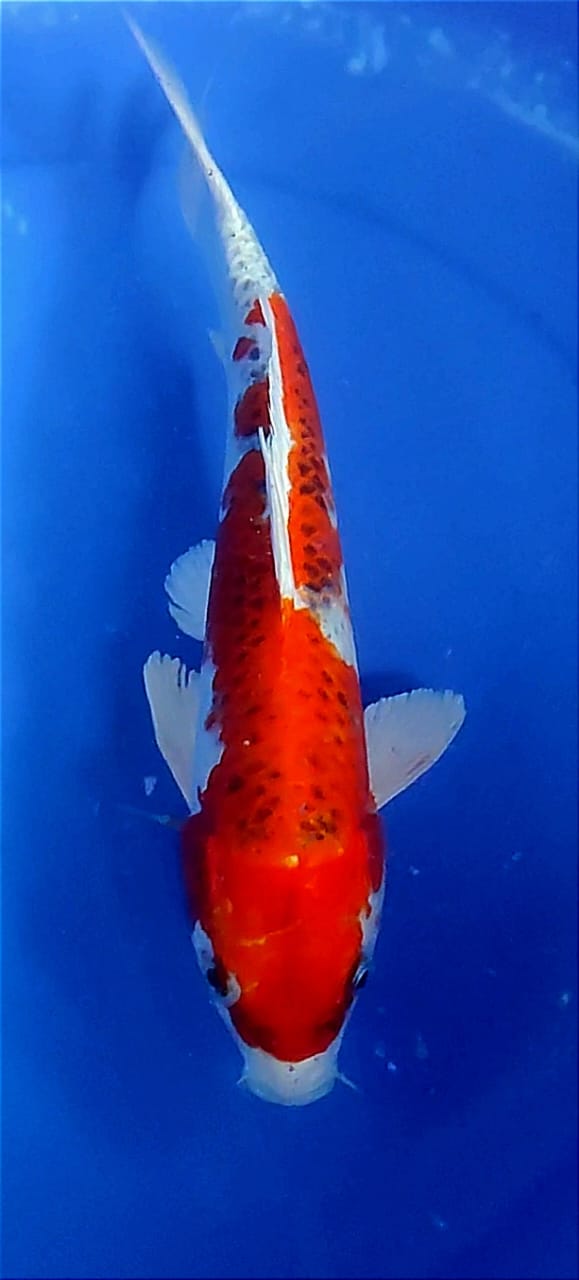 Lelang Koi Online, Jual Beli Ikan Koi, Pusat Jual Beli Koi, Info Lelang Koi Hari Ini, Platform Jual Beli Koi, Jual Beli Ikan Koi Online, Marketplace Ikan Koi, Jual Koi Terbaik, Tempat Beli Koi Berkualitas, Pasar Ikan Koi Online Terpercaya, Penjual Ikan Koi Terpercaya, Beli Koi Hias Online, Ikan Koi untuk Dijual, Koi Kualitas Terbaik, Toko Online Ikan Koi, Koi Hias Untuk Dijual, Jual Beli Ikan Koi Lokal, Koi Indonesia Online, Pusat Jual Beli Koi Terbesar