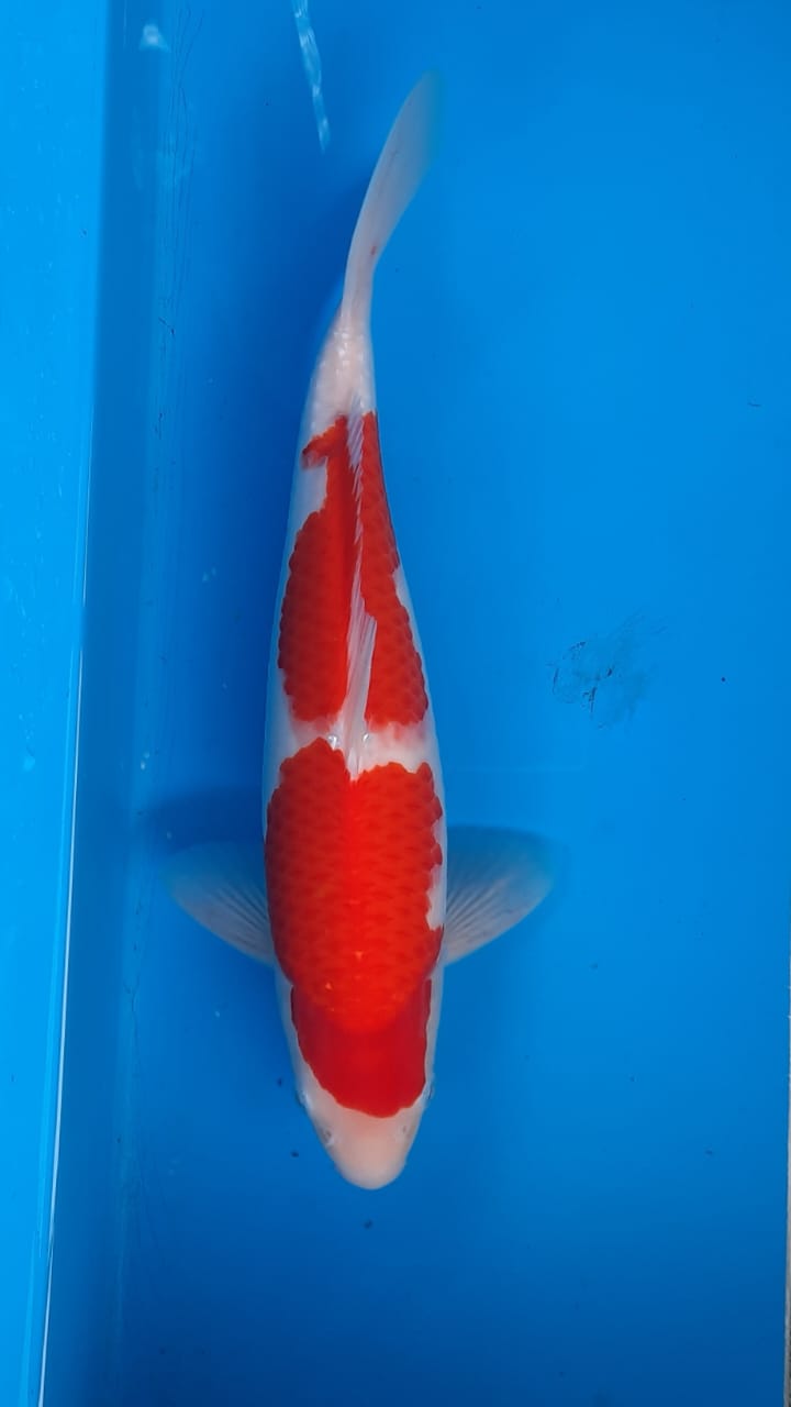 Lelang Koi Online, Jual Beli Ikan Koi, Pusat Jual Beli Koi, Info Lelang Koi Hari Ini, Platform Jual Beli Koi, Jual Beli Ikan Koi Online, Marketplace Ikan Koi, Jual Koi Terbaik, Tempat Beli Koi Berkualitas, Pasar Ikan Koi Online Terpercaya, Penjual Ikan Koi Terpercaya, Beli Koi Hias Online, Ikan Koi untuk Dijual, Koi Kualitas Terbaik, Toko Online Ikan Koi, Koi Hias Untuk Dijual, Jual Beli Ikan Koi Lokal, Koi Indonesia Online, Pusat Jual Beli Koi Terbesar