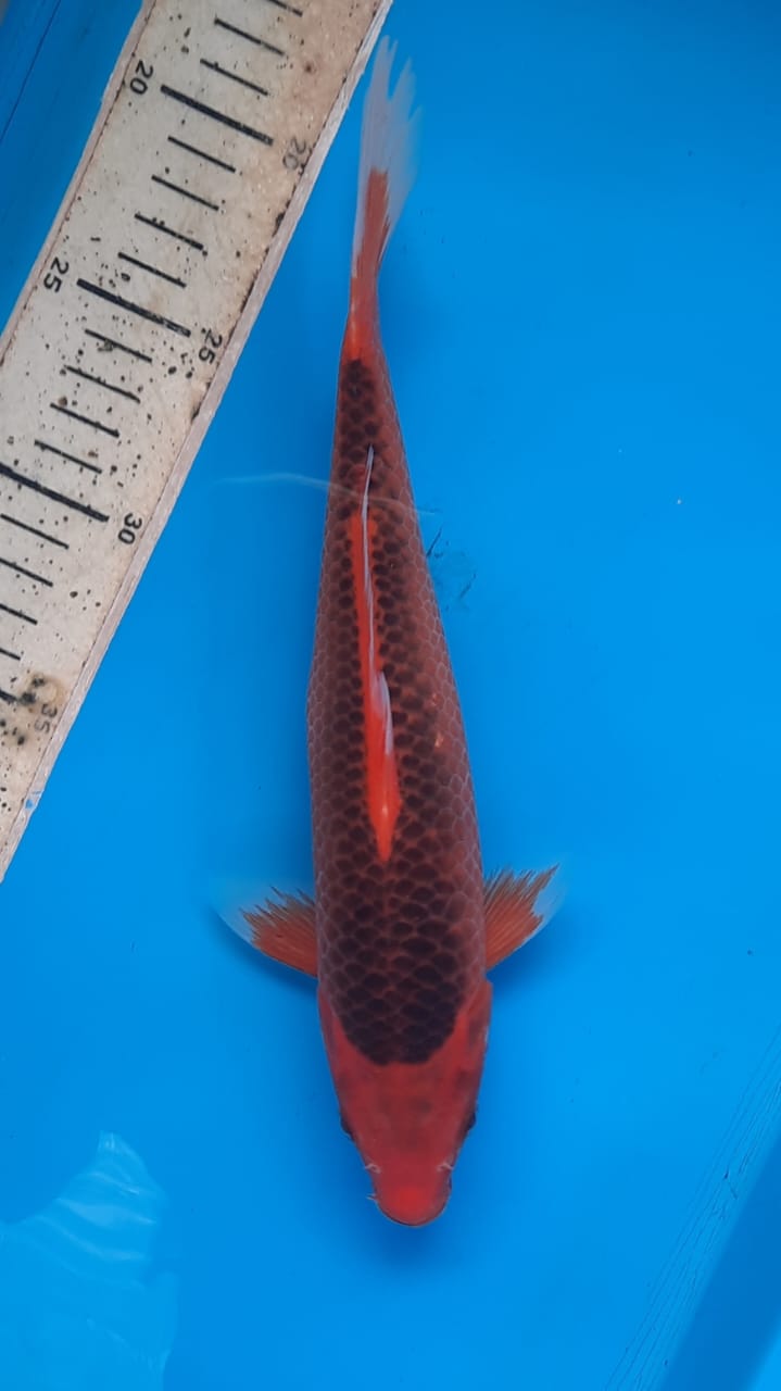Lelang Koi Online, Jual Beli Ikan Koi, Pusat Jual Beli Koi, Info Lelang Koi Hari Ini, Platform Jual Beli Koi, Jual Beli Ikan Koi Online, Marketplace Ikan Koi, Jual Koi Terbaik, Tempat Beli Koi Berkualitas, Pasar Ikan Koi Online Terpercaya, Penjual Ikan Koi Terpercaya, Beli Koi Hias Online, Ikan Koi untuk Dijual, Koi Kualitas Terbaik, Toko Online Ikan Koi, Koi Hias Untuk Dijual, Jual Beli Ikan Koi Lokal, Koi Indonesia Online, Pusat Jual Beli Koi Terbesar