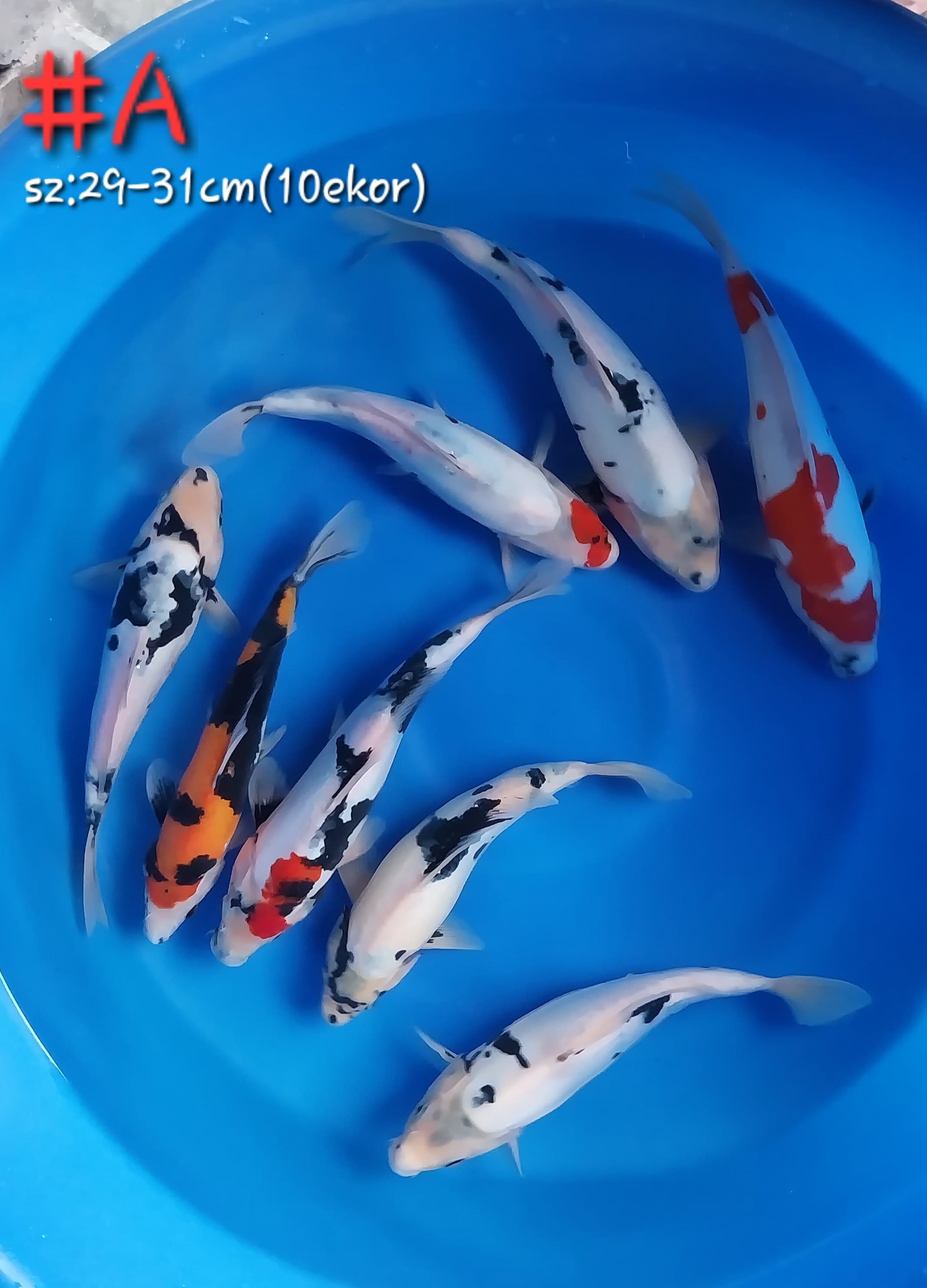 Lelang Koi Online, Jual Beli Ikan Koi, Pusat Jual Beli Koi, Info Lelang Koi Hari Ini, Platform Jual Beli Koi, Jual Beli Ikan Koi Online, Marketplace Ikan Koi, Jual Koi Terbaik, Tempat Beli Koi Berkualitas, Pasar Ikan Koi Online Terpercaya, Penjual Ikan Koi Terpercaya, Beli Koi Hias Online, Ikan Koi untuk Dijual, Koi Kualitas Terbaik, Toko Online Ikan Koi, Koi Hias Untuk Dijual, Jual Beli Ikan Koi Lokal, Koi Indonesia Online, Pusat Jual Beli Koi Terbesar
