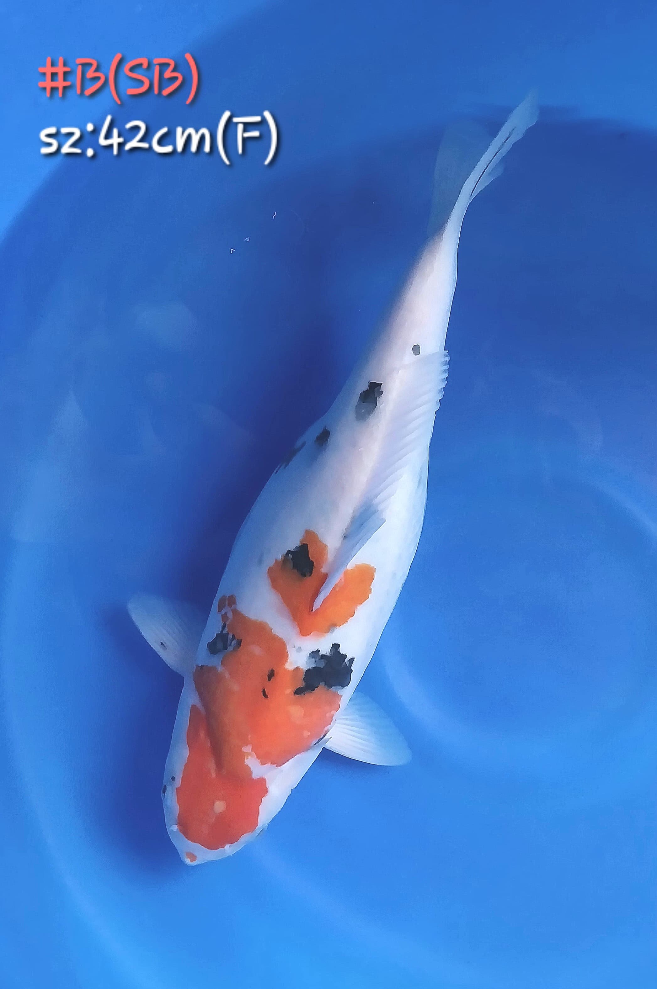 Lelang Koi Online, Jual Beli Ikan Koi, Pusat Jual Beli Koi, Info Lelang Koi Hari Ini, Platform Jual Beli Koi, Jual Beli Ikan Koi Online, Marketplace Ikan Koi, Jual Koi Terbaik, Tempat Beli Koi Berkualitas, Pasar Ikan Koi Online Terpercaya, Penjual Ikan Koi Terpercaya, Beli Koi Hias Online, Ikan Koi untuk Dijual, Koi Kualitas Terbaik, Toko Online Ikan Koi, Koi Hias Untuk Dijual, Jual Beli Ikan Koi Lokal, Koi Indonesia Online, Pusat Jual Beli Koi Terbesar