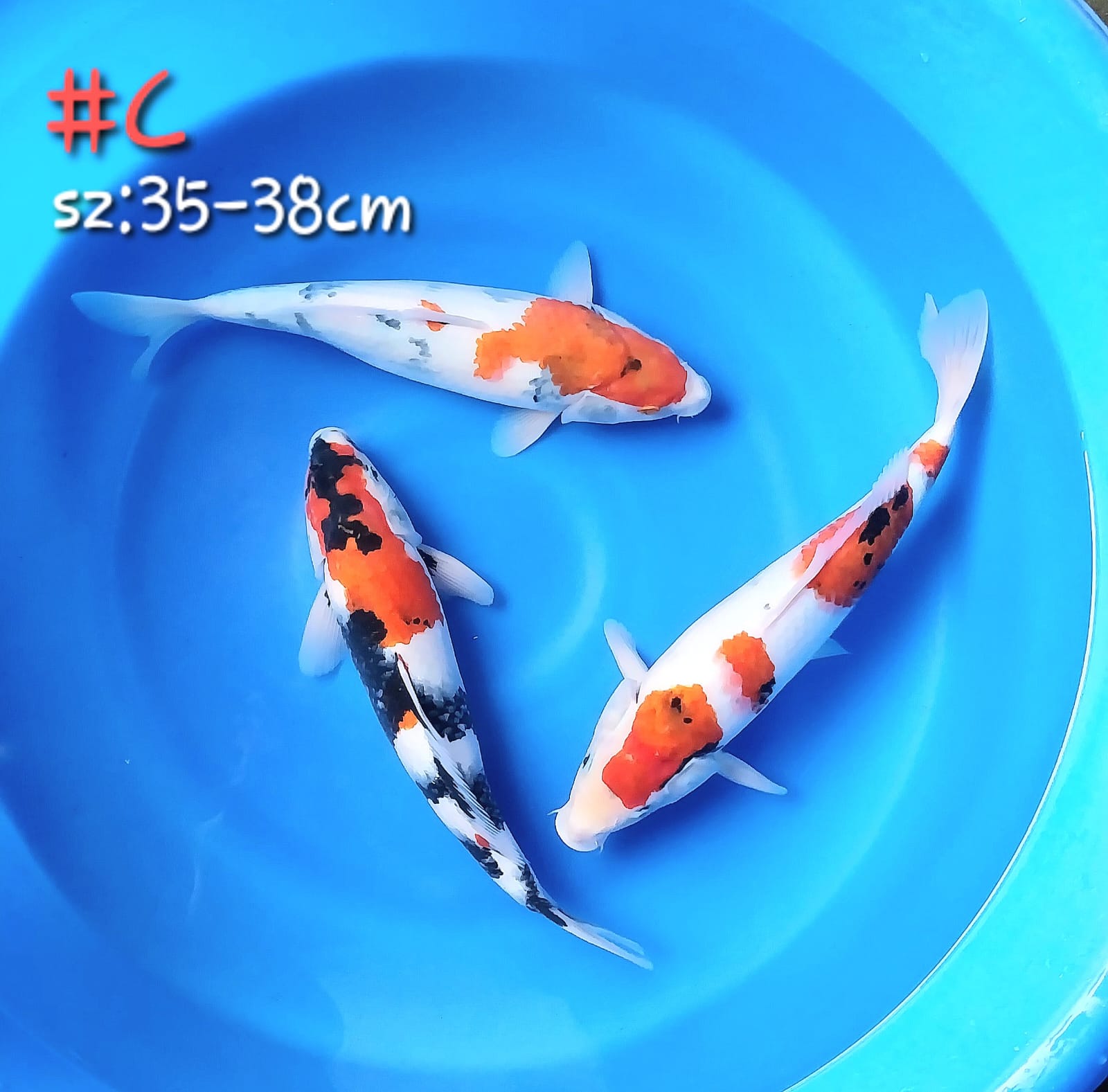 Lelang Koi Online, Jual Beli Ikan Koi, Pusat Jual Beli Koi, Info Lelang Koi Hari Ini, Platform Jual Beli Koi, Jual Beli Ikan Koi Online, Marketplace Ikan Koi, Jual Koi Terbaik, Tempat Beli Koi Berkualitas, Pasar Ikan Koi Online Terpercaya, Penjual Ikan Koi Terpercaya, Beli Koi Hias Online, Ikan Koi untuk Dijual, Koi Kualitas Terbaik, Toko Online Ikan Koi, Koi Hias Untuk Dijual, Jual Beli Ikan Koi Lokal, Koi Indonesia Online, Pusat Jual Beli Koi Terbesar