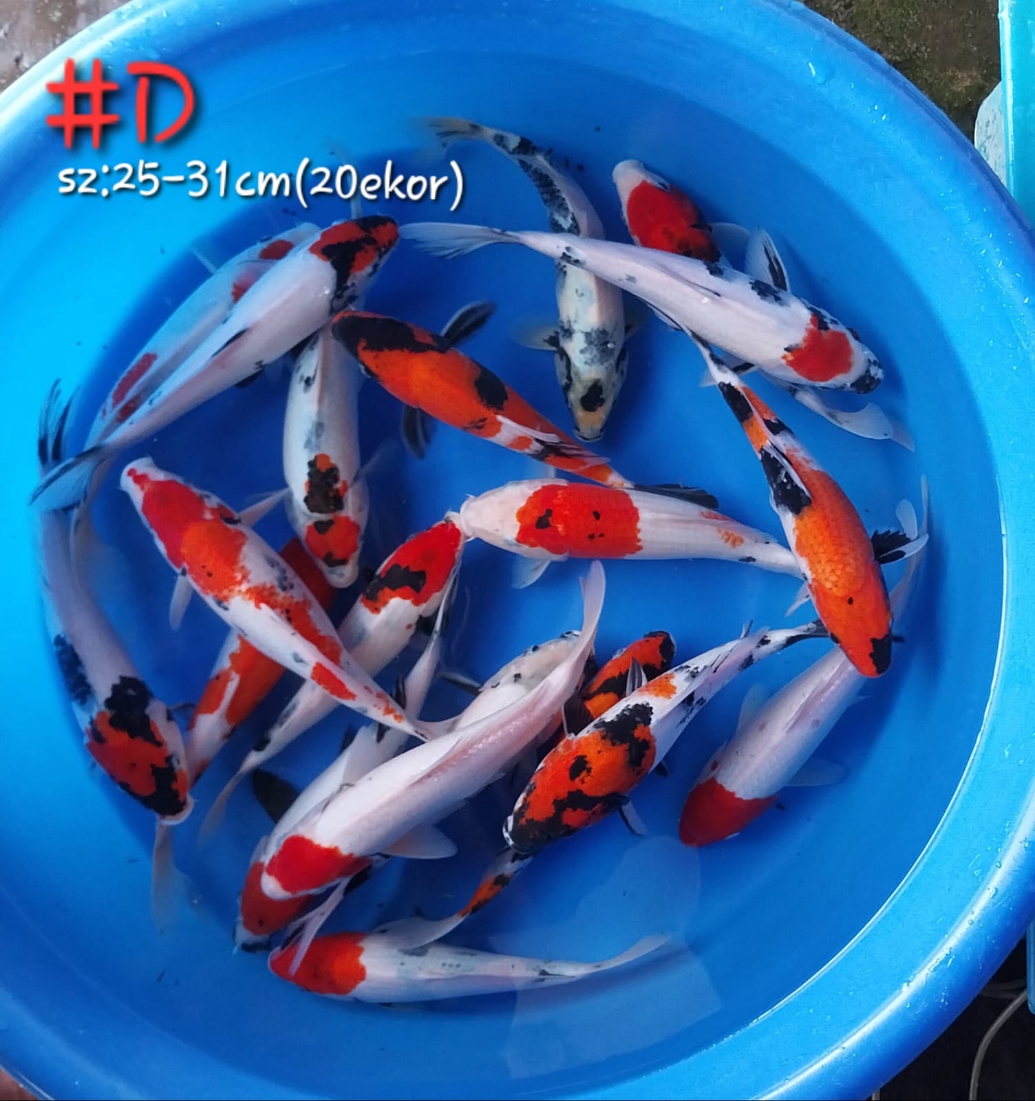 Lelang Koi Online, Jual Beli Ikan Koi, Pusat Jual Beli Koi, Info Lelang Koi Hari Ini, Platform Jual Beli Koi, Jual Beli Ikan Koi Online, Marketplace Ikan Koi, Jual Koi Terbaik, Tempat Beli Koi Berkualitas, Pasar Ikan Koi Online Terpercaya, Penjual Ikan Koi Terpercaya, Beli Koi Hias Online, Ikan Koi untuk Dijual, Koi Kualitas Terbaik, Toko Online Ikan Koi, Koi Hias Untuk Dijual, Jual Beli Ikan Koi Lokal, Koi Indonesia Online, Pusat Jual Beli Koi Terbesar