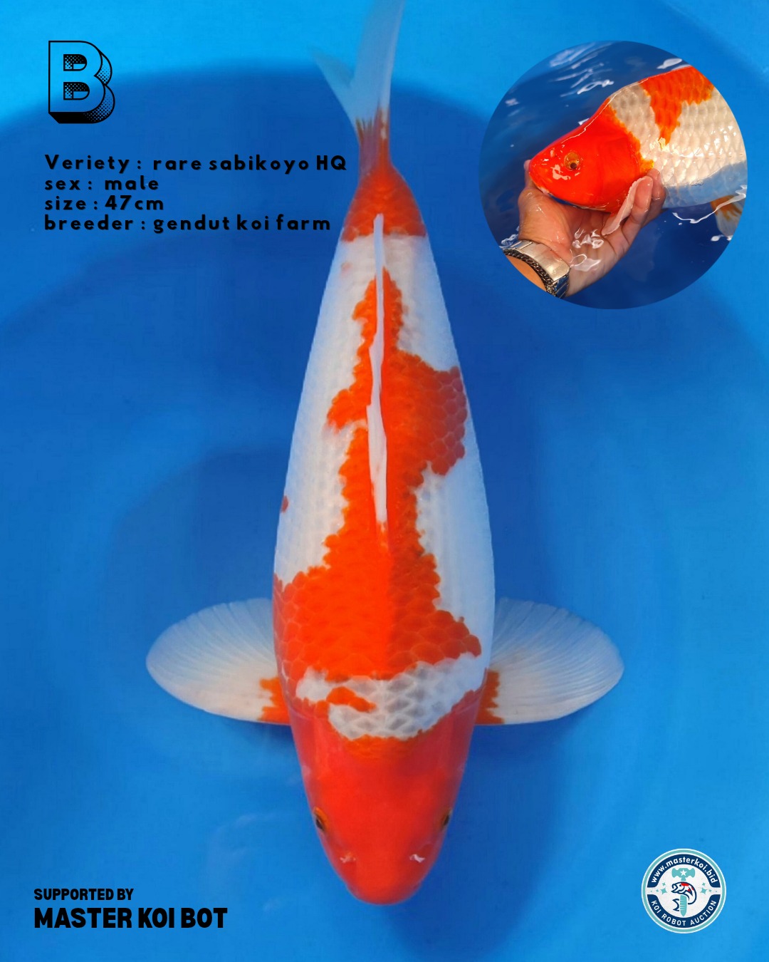 Lelang Koi Online, Jual Beli Ikan Koi, Pusat Jual Beli Koi, Info Lelang Koi Hari Ini, Platform Jual Beli Koi, Jual Beli Ikan Koi Online, Marketplace Ikan Koi, Jual Koi Terbaik, Tempat Beli Koi Berkualitas, Pasar Ikan Koi Online Terpercaya, Penjual Ikan Koi Terpercaya, Beli Koi Hias Online, Ikan Koi untuk Dijual, Koi Kualitas Terbaik, Toko Online Ikan Koi, Koi Hias Untuk Dijual, Jual Beli Ikan Koi Lokal, Koi Indonesia Online, Pusat Jual Beli Koi Terbesar