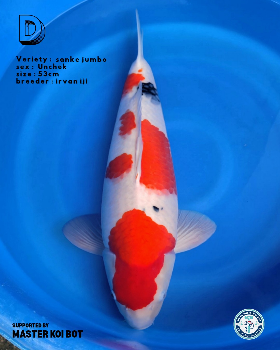 Lelang Koi Online, Jual Beli Ikan Koi, Pusat Jual Beli Koi, Info Lelang Koi Hari Ini, Platform Jual Beli Koi, Jual Beli Ikan Koi Online, Marketplace Ikan Koi, Jual Koi Terbaik, Tempat Beli Koi Berkualitas, Pasar Ikan Koi Online Terpercaya, Penjual Ikan Koi Terpercaya, Beli Koi Hias Online, Ikan Koi untuk Dijual, Koi Kualitas Terbaik, Toko Online Ikan Koi, Koi Hias Untuk Dijual, Jual Beli Ikan Koi Lokal, Koi Indonesia Online, Pusat Jual Beli Koi Terbesar