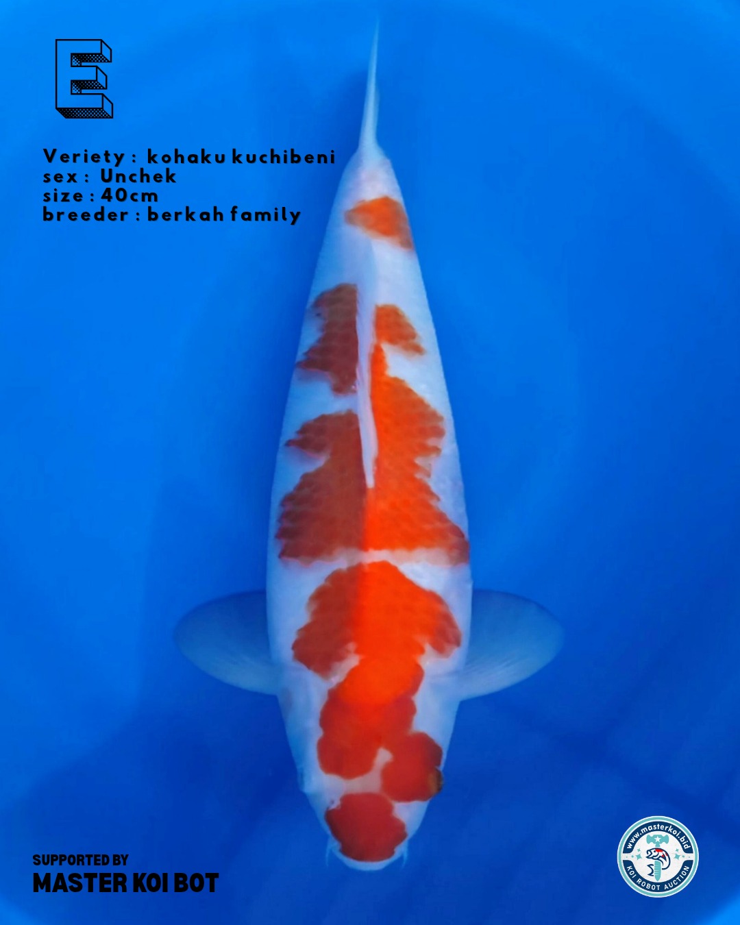 Lelang Koi Online, Jual Beli Ikan Koi, Pusat Jual Beli Koi, Info Lelang Koi Hari Ini, Platform Jual Beli Koi, Jual Beli Ikan Koi Online, Marketplace Ikan Koi, Jual Koi Terbaik, Tempat Beli Koi Berkualitas, Pasar Ikan Koi Online Terpercaya, Penjual Ikan Koi Terpercaya, Beli Koi Hias Online, Ikan Koi untuk Dijual, Koi Kualitas Terbaik, Toko Online Ikan Koi, Koi Hias Untuk Dijual, Jual Beli Ikan Koi Lokal, Koi Indonesia Online, Pusat Jual Beli Koi Terbesar