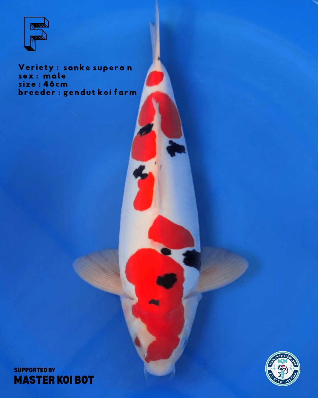 Lelang Koi Online, Jual Beli Ikan Koi, Pusat Jual Beli Koi, Info Lelang Koi Hari Ini, Platform Jual Beli Koi, Jual Beli Ikan Koi Online, Marketplace Ikan Koi, Jual Koi Terbaik, Tempat Beli Koi Berkualitas, Pasar Ikan Koi Online Terpercaya, Penjual Ikan Koi Terpercaya, Beli Koi Hias Online, Ikan Koi untuk Dijual, Koi Kualitas Terbaik, Toko Online Ikan Koi, Koi Hias Untuk Dijual, Jual Beli Ikan Koi Lokal, Koi Indonesia Online, Pusat Jual Beli Koi Terbesar