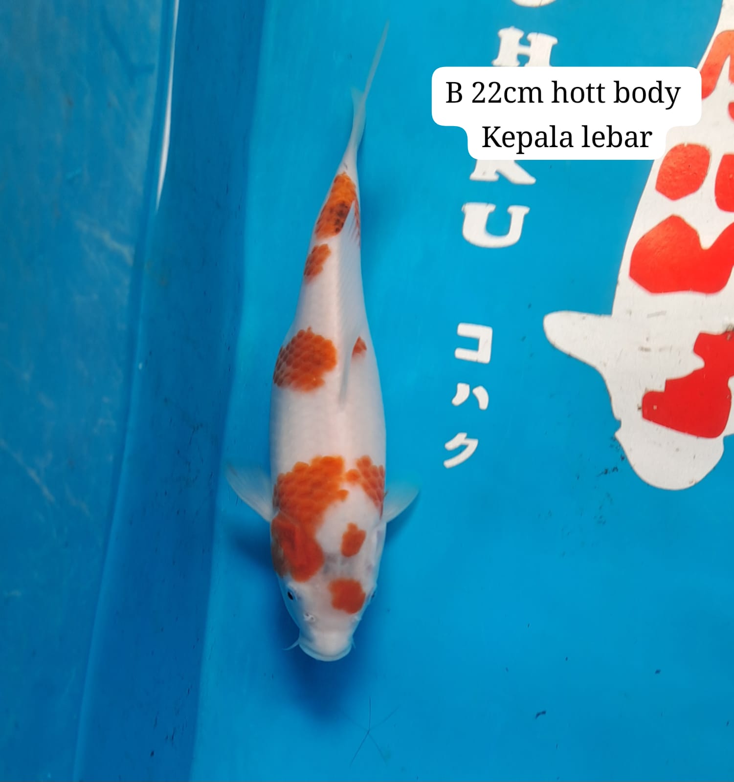 Lelang Koi Online, Jual Beli Ikan Koi, Pusat Jual Beli Koi, Info Lelang Koi Hari Ini, Platform Jual Beli Koi, Jual Beli Ikan Koi Online, Marketplace Ikan Koi, Jual Koi Terbaik, Tempat Beli Koi Berkualitas, Pasar Ikan Koi Online Terpercaya, Penjual Ikan Koi Terpercaya, Beli Koi Hias Online, Ikan Koi untuk Dijual, Koi Kualitas Terbaik, Toko Online Ikan Koi, Koi Hias Untuk Dijual, Jual Beli Ikan Koi Lokal, Koi Indonesia Online, Pusat Jual Beli Koi Terbesar