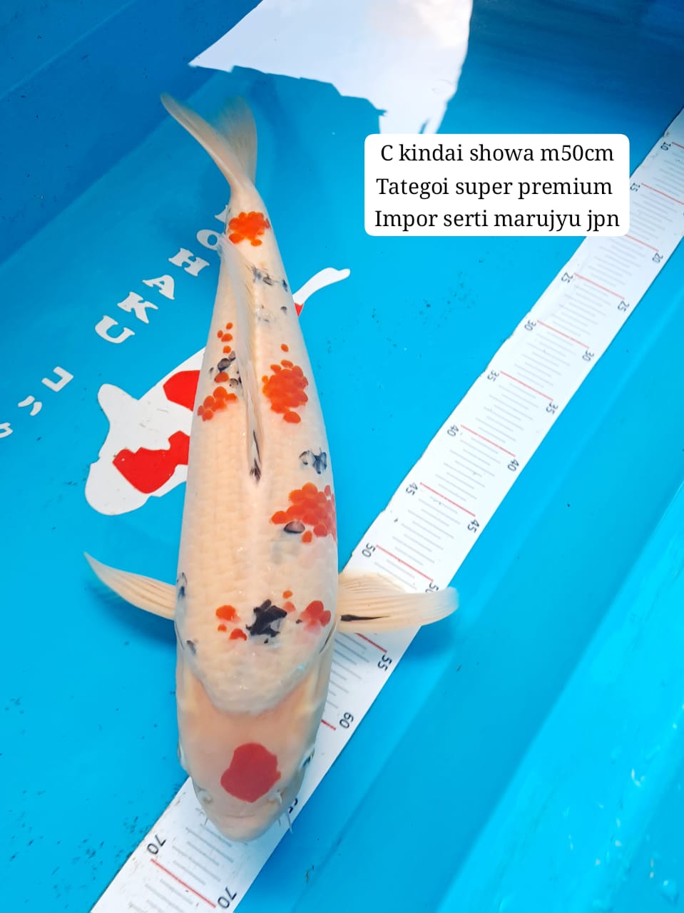 Lelang Koi Online, Jual Beli Ikan Koi, Pusat Jual Beli Koi, Info Lelang Koi Hari Ini, Platform Jual Beli Koi, Jual Beli Ikan Koi Online, Marketplace Ikan Koi, Jual Koi Terbaik, Tempat Beli Koi Berkualitas, Pasar Ikan Koi Online Terpercaya, Penjual Ikan Koi Terpercaya, Beli Koi Hias Online, Ikan Koi untuk Dijual, Koi Kualitas Terbaik, Toko Online Ikan Koi, Koi Hias Untuk Dijual, Jual Beli Ikan Koi Lokal, Koi Indonesia Online, Pusat Jual Beli Koi Terbesar