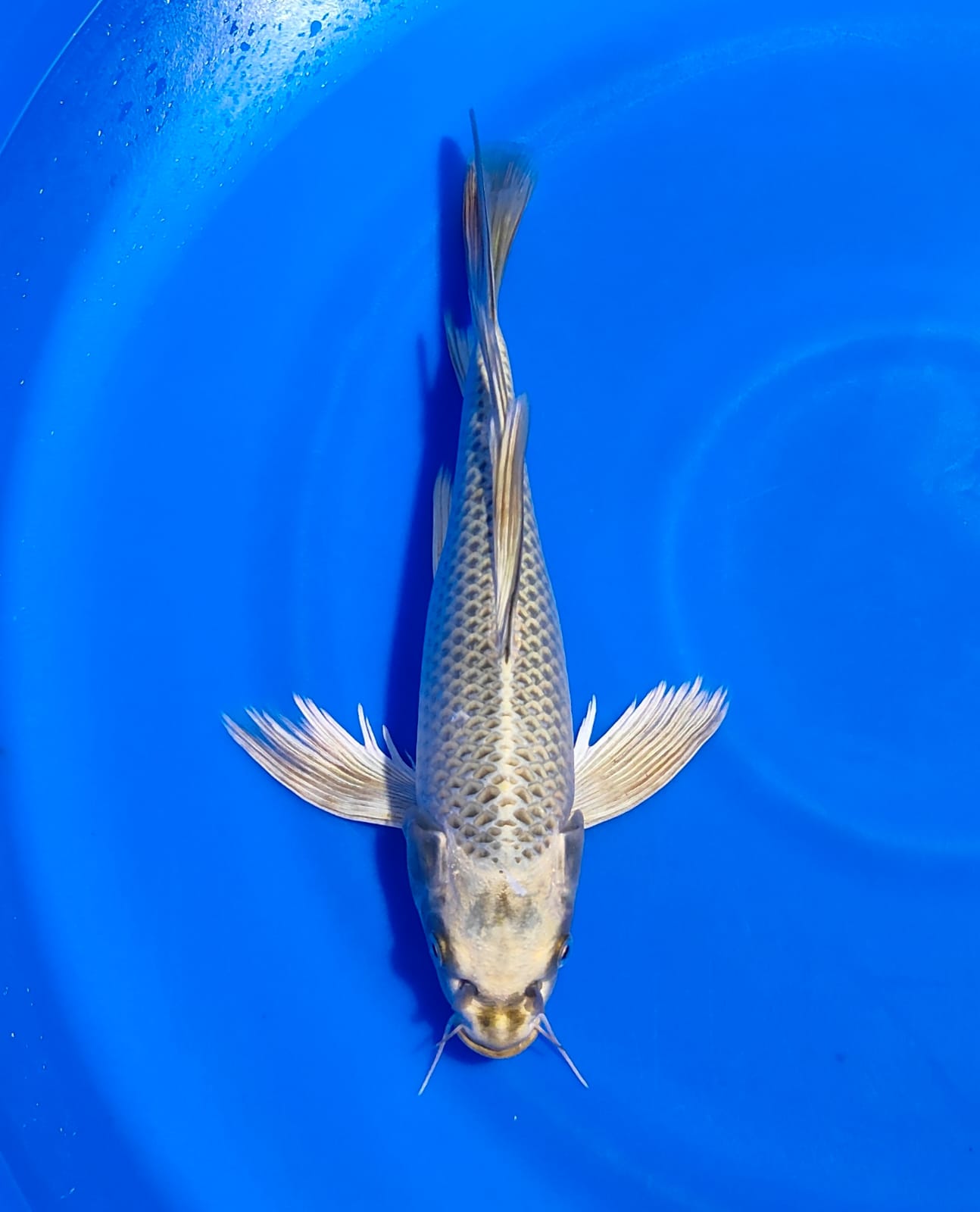 Lelang Koi Online, Jual Beli Ikan Koi, Pusat Jual Beli Koi, Info Lelang Koi Hari Ini, Platform Jual Beli Koi, Jual Beli Ikan Koi Online, Marketplace Ikan Koi, Jual Koi Terbaik, Tempat Beli Koi Berkualitas, Pasar Ikan Koi Online Terpercaya, Penjual Ikan Koi Terpercaya, Beli Koi Hias Online, Ikan Koi untuk Dijual, Koi Kualitas Terbaik, Toko Online Ikan Koi, Koi Hias Untuk Dijual, Jual Beli Ikan Koi Lokal, Koi Indonesia Online, Pusat Jual Beli Koi Terbesar
