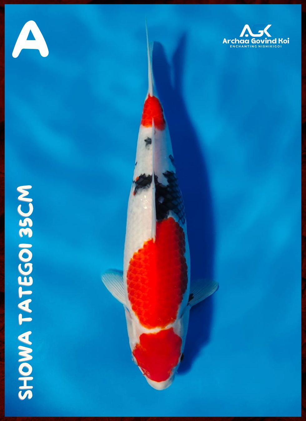 Lelang Koi Online, Jual Beli Ikan Koi, Pusat Jual Beli Koi, Info Lelang Koi Hari Ini, Platform Jual Beli Koi, Jual Beli Ikan Koi Online, Marketplace Ikan Koi, Jual Koi Terbaik, Tempat Beli Koi Berkualitas, Pasar Ikan Koi Online Terpercaya, Penjual Ikan Koi Terpercaya, Beli Koi Hias Online, Ikan Koi untuk Dijual, Koi Kualitas Terbaik, Toko Online Ikan Koi, Koi Hias Untuk Dijual, Jual Beli Ikan Koi Lokal, Koi Indonesia Online, Pusat Jual Beli Koi Terbesar