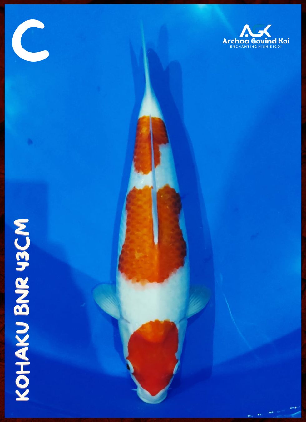 Lelang Koi Online, Jual Beli Ikan Koi, Pusat Jual Beli Koi, Info Lelang Koi Hari Ini, Platform Jual Beli Koi, Jual Beli Ikan Koi Online, Marketplace Ikan Koi, Jual Koi Terbaik, Tempat Beli Koi Berkualitas, Pasar Ikan Koi Online Terpercaya, Penjual Ikan Koi Terpercaya, Beli Koi Hias Online, Ikan Koi untuk Dijual, Koi Kualitas Terbaik, Toko Online Ikan Koi, Koi Hias Untuk Dijual, Jual Beli Ikan Koi Lokal, Koi Indonesia Online, Pusat Jual Beli Koi Terbesar