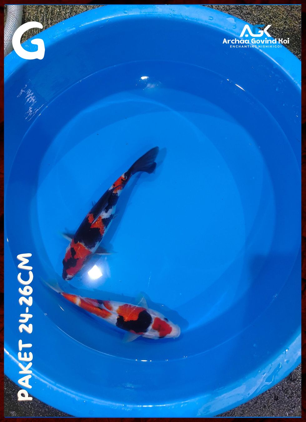 Lelang Koi Online, Jual Beli Ikan Koi, Pusat Jual Beli Koi, Info Lelang Koi Hari Ini, Platform Jual Beli Koi, Jual Beli Ikan Koi Online, Marketplace Ikan Koi, Jual Koi Terbaik, Tempat Beli Koi Berkualitas, Pasar Ikan Koi Online Terpercaya, Penjual Ikan Koi Terpercaya, Beli Koi Hias Online, Ikan Koi untuk Dijual, Koi Kualitas Terbaik, Toko Online Ikan Koi, Koi Hias Untuk Dijual, Jual Beli Ikan Koi Lokal, Koi Indonesia Online, Pusat Jual Beli Koi Terbesar