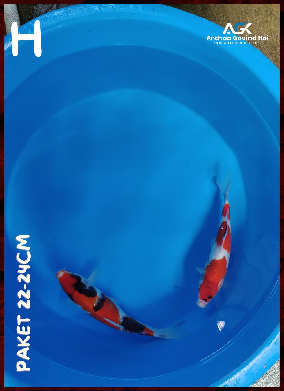 Lelang Koi Online, Jual Beli Ikan Koi, Pusat Jual Beli Koi, Info Lelang Koi Hari Ini, Platform Jual Beli Koi, Jual Beli Ikan Koi Online, Marketplace Ikan Koi, Jual Koi Terbaik, Tempat Beli Koi Berkualitas, Pasar Ikan Koi Online Terpercaya, Penjual Ikan Koi Terpercaya, Beli Koi Hias Online, Ikan Koi untuk Dijual, Koi Kualitas Terbaik, Toko Online Ikan Koi, Koi Hias Untuk Dijual, Jual Beli Ikan Koi Lokal, Koi Indonesia Online, Pusat Jual Beli Koi Terbesar