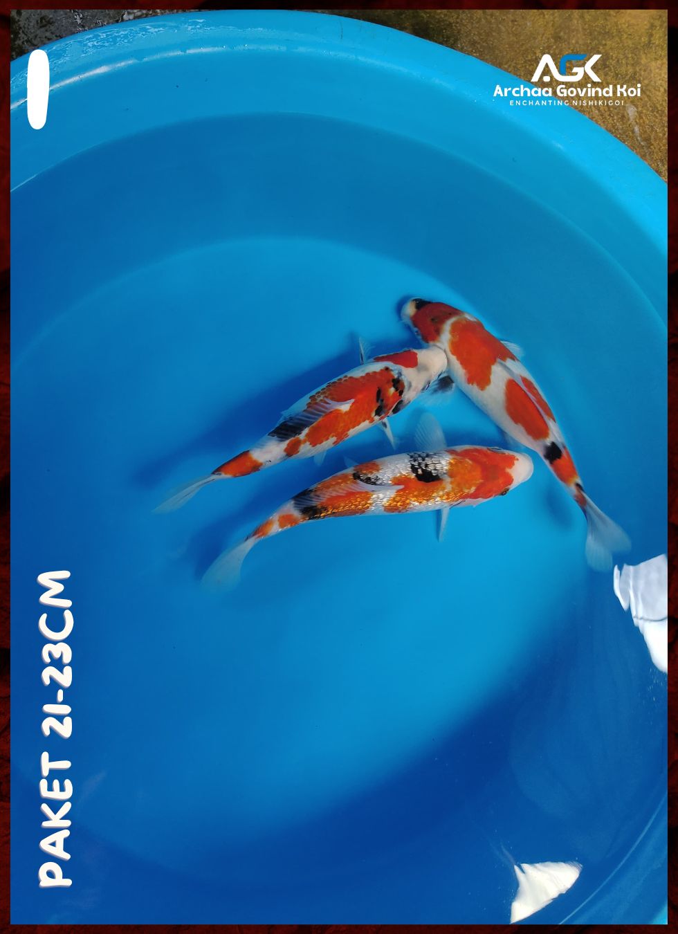 Lelang Koi Online, Jual Beli Ikan Koi, Pusat Jual Beli Koi, Info Lelang Koi Hari Ini, Platform Jual Beli Koi, Jual Beli Ikan Koi Online, Marketplace Ikan Koi, Jual Koi Terbaik, Tempat Beli Koi Berkualitas, Pasar Ikan Koi Online Terpercaya, Penjual Ikan Koi Terpercaya, Beli Koi Hias Online, Ikan Koi untuk Dijual, Koi Kualitas Terbaik, Toko Online Ikan Koi, Koi Hias Untuk Dijual, Jual Beli Ikan Koi Lokal, Koi Indonesia Online, Pusat Jual Beli Koi Terbesar