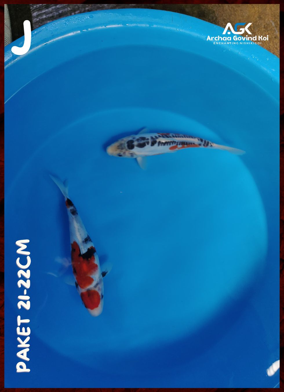 Lelang Koi Online, Jual Beli Ikan Koi, Pusat Jual Beli Koi, Info Lelang Koi Hari Ini, Platform Jual Beli Koi, Jual Beli Ikan Koi Online, Marketplace Ikan Koi, Jual Koi Terbaik, Tempat Beli Koi Berkualitas, Pasar Ikan Koi Online Terpercaya, Penjual Ikan Koi Terpercaya, Beli Koi Hias Online, Ikan Koi untuk Dijual, Koi Kualitas Terbaik, Toko Online Ikan Koi, Koi Hias Untuk Dijual, Jual Beli Ikan Koi Lokal, Koi Indonesia Online, Pusat Jual Beli Koi Terbesar
