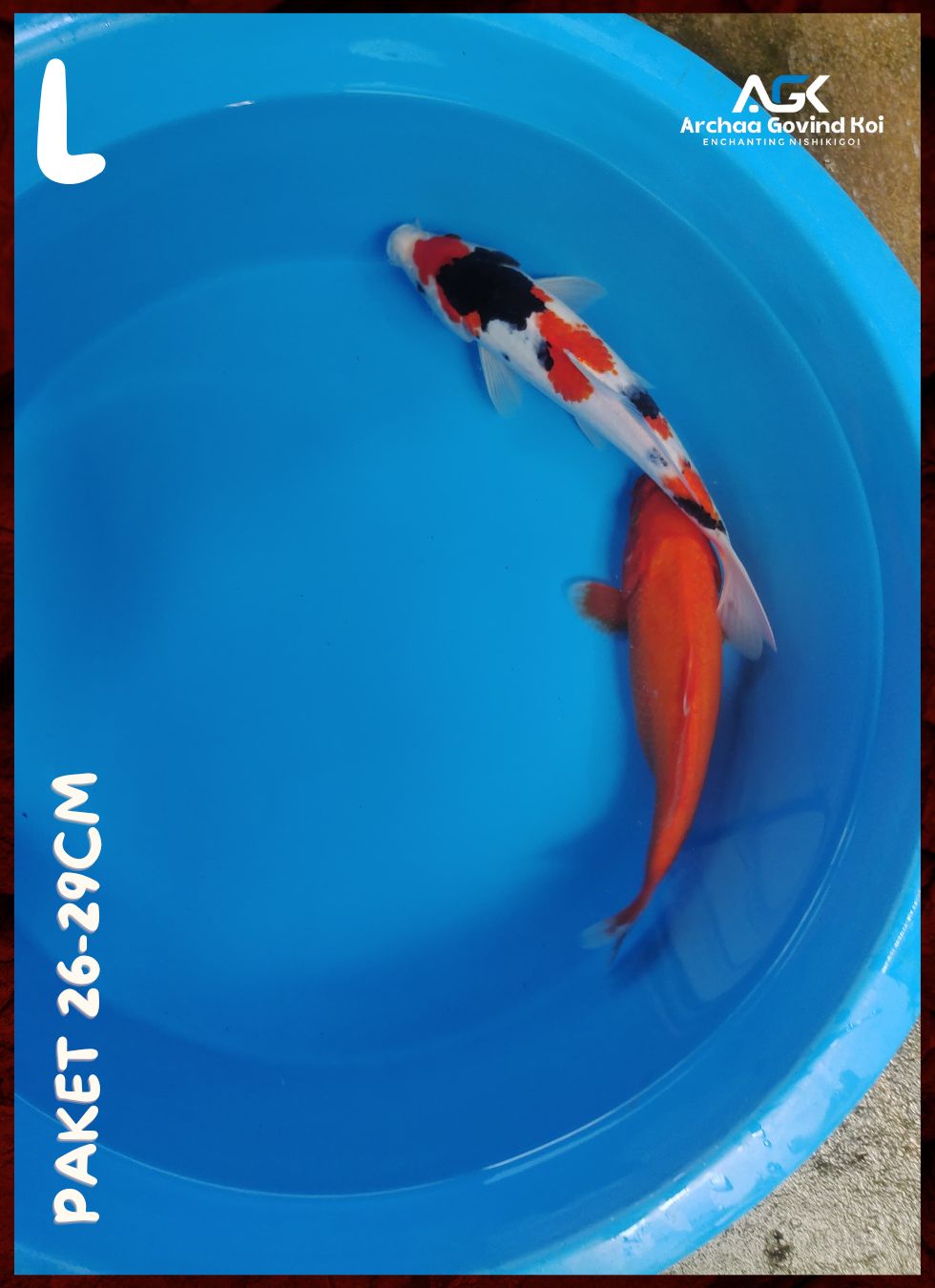 Lelang Koi Online, Jual Beli Ikan Koi, Pusat Jual Beli Koi, Info Lelang Koi Hari Ini, Platform Jual Beli Koi, Jual Beli Ikan Koi Online, Marketplace Ikan Koi, Jual Koi Terbaik, Tempat Beli Koi Berkualitas, Pasar Ikan Koi Online Terpercaya, Penjual Ikan Koi Terpercaya, Beli Koi Hias Online, Ikan Koi untuk Dijual, Koi Kualitas Terbaik, Toko Online Ikan Koi, Koi Hias Untuk Dijual, Jual Beli Ikan Koi Lokal, Koi Indonesia Online, Pusat Jual Beli Koi Terbesar