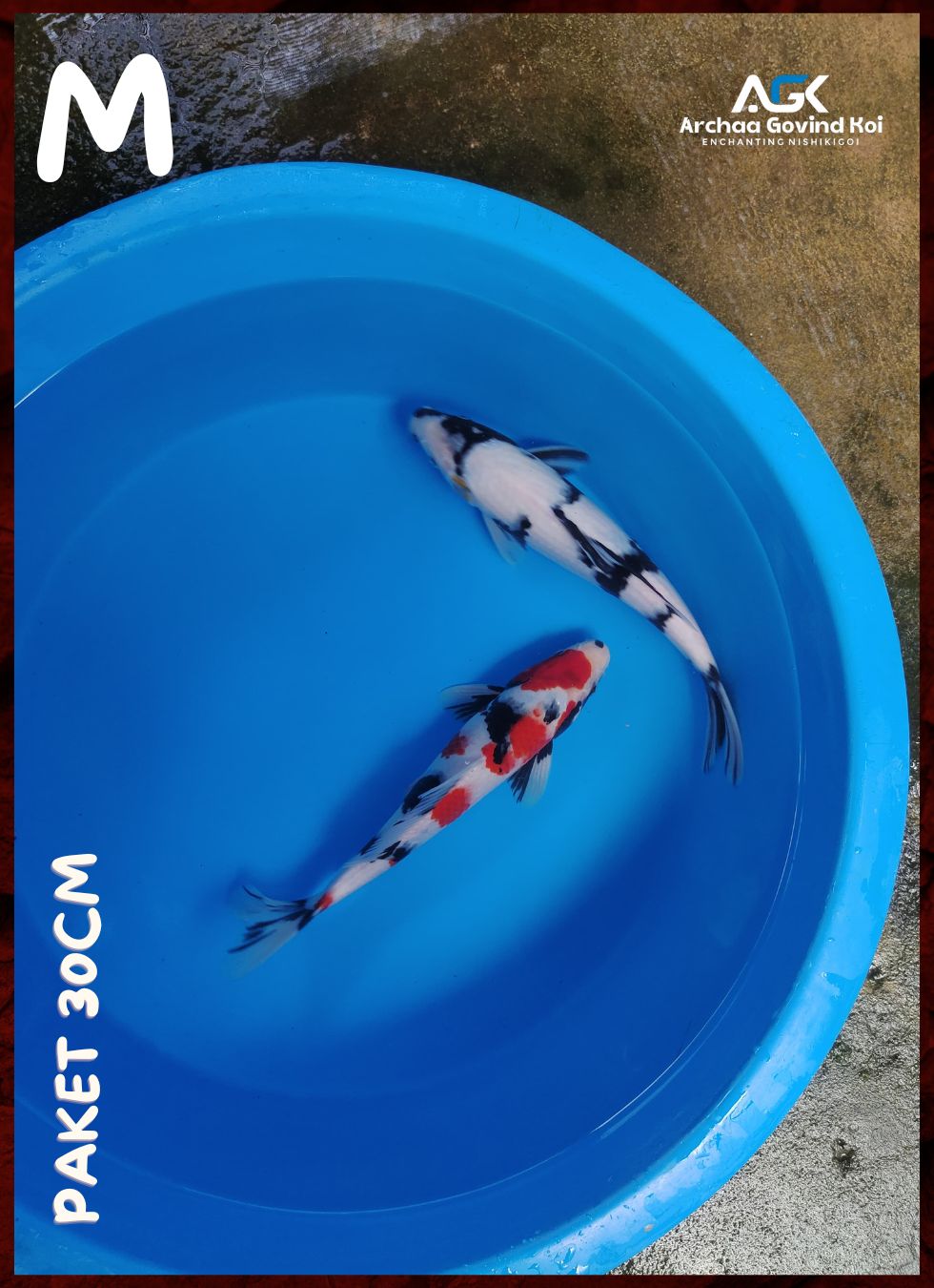 Lelang Koi Online, Jual Beli Ikan Koi, Pusat Jual Beli Koi, Info Lelang Koi Hari Ini, Platform Jual Beli Koi, Jual Beli Ikan Koi Online, Marketplace Ikan Koi, Jual Koi Terbaik, Tempat Beli Koi Berkualitas, Pasar Ikan Koi Online Terpercaya, Penjual Ikan Koi Terpercaya, Beli Koi Hias Online, Ikan Koi untuk Dijual, Koi Kualitas Terbaik, Toko Online Ikan Koi, Koi Hias Untuk Dijual, Jual Beli Ikan Koi Lokal, Koi Indonesia Online, Pusat Jual Beli Koi Terbesar