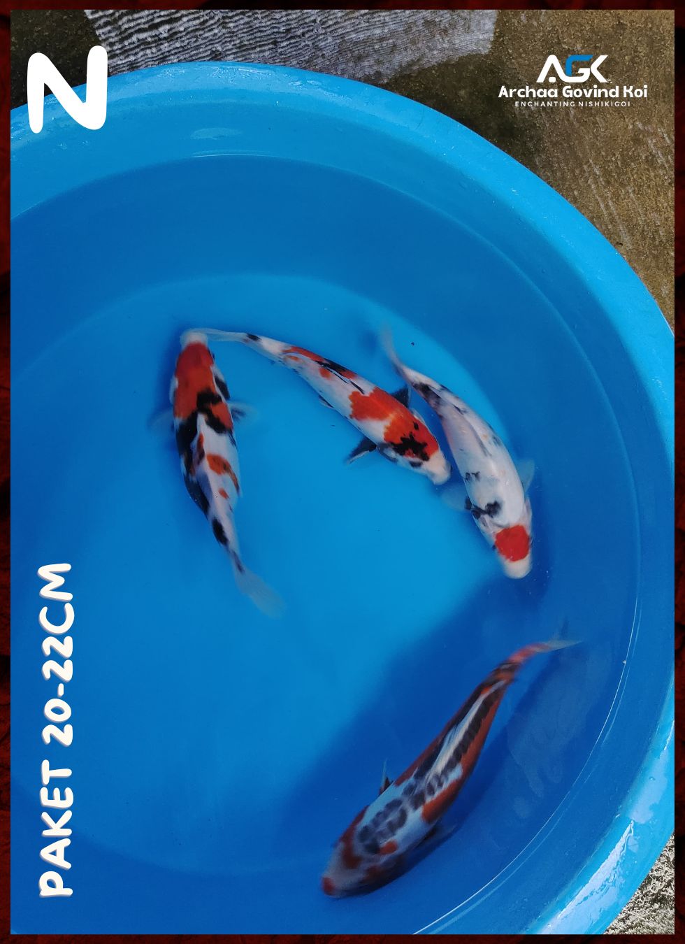 Lelang Koi Online, Jual Beli Ikan Koi, Pusat Jual Beli Koi, Info Lelang Koi Hari Ini, Platform Jual Beli Koi, Jual Beli Ikan Koi Online, Marketplace Ikan Koi, Jual Koi Terbaik, Tempat Beli Koi Berkualitas, Pasar Ikan Koi Online Terpercaya, Penjual Ikan Koi Terpercaya, Beli Koi Hias Online, Ikan Koi untuk Dijual, Koi Kualitas Terbaik, Toko Online Ikan Koi, Koi Hias Untuk Dijual, Jual Beli Ikan Koi Lokal, Koi Indonesia Online, Pusat Jual Beli Koi Terbesar