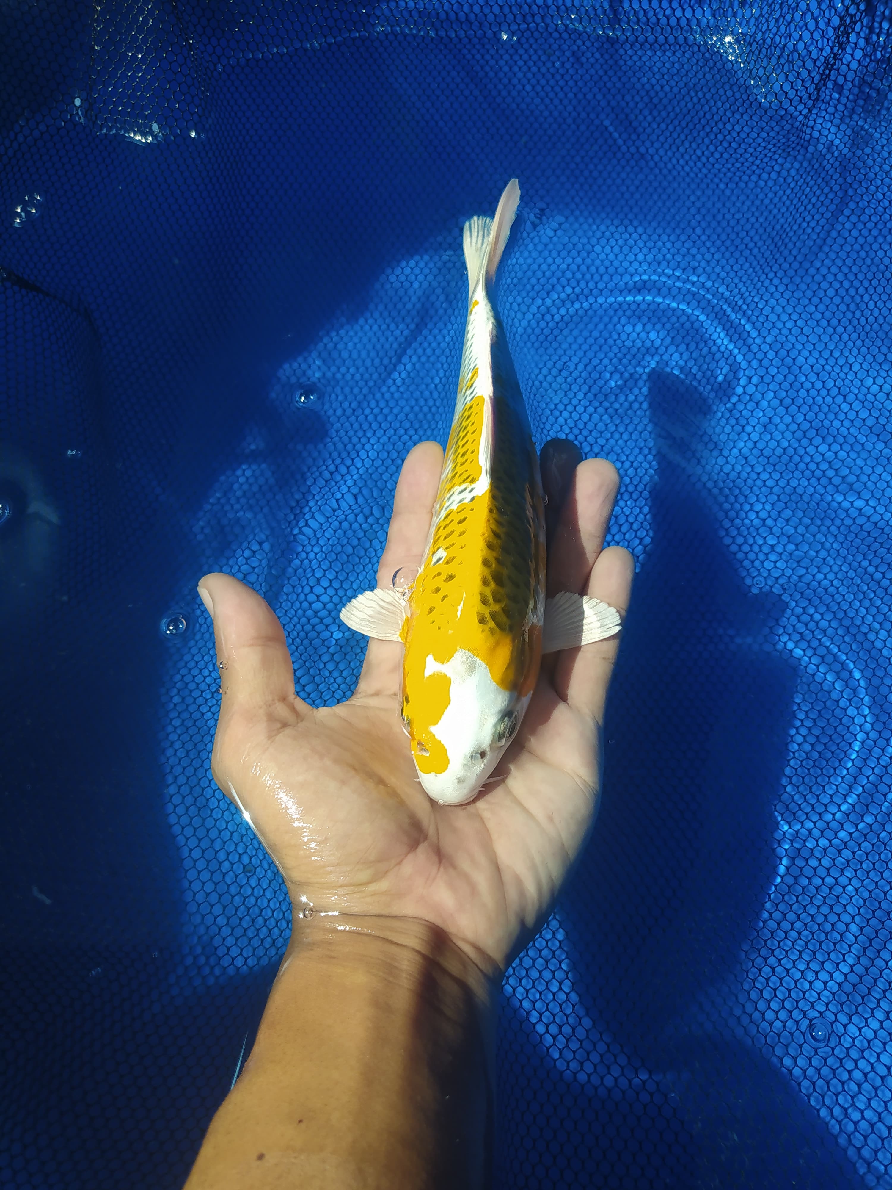 Lelang Koi Online, Jual Beli Ikan Koi, Pusat Jual Beli Koi, Info Lelang Koi Hari Ini, Platform Jual Beli Koi, Jual Beli Ikan Koi Online, Marketplace Ikan Koi, Jual Koi Terbaik, Tempat Beli Koi Berkualitas, Pasar Ikan Koi Online Terpercaya, Penjual Ikan Koi Terpercaya, Beli Koi Hias Online, Ikan Koi untuk Dijual, Koi Kualitas Terbaik, Toko Online Ikan Koi, Koi Hias Untuk Dijual, Jual Beli Ikan Koi Lokal, Koi Indonesia Online, Pusat Jual Beli Koi Terbesar