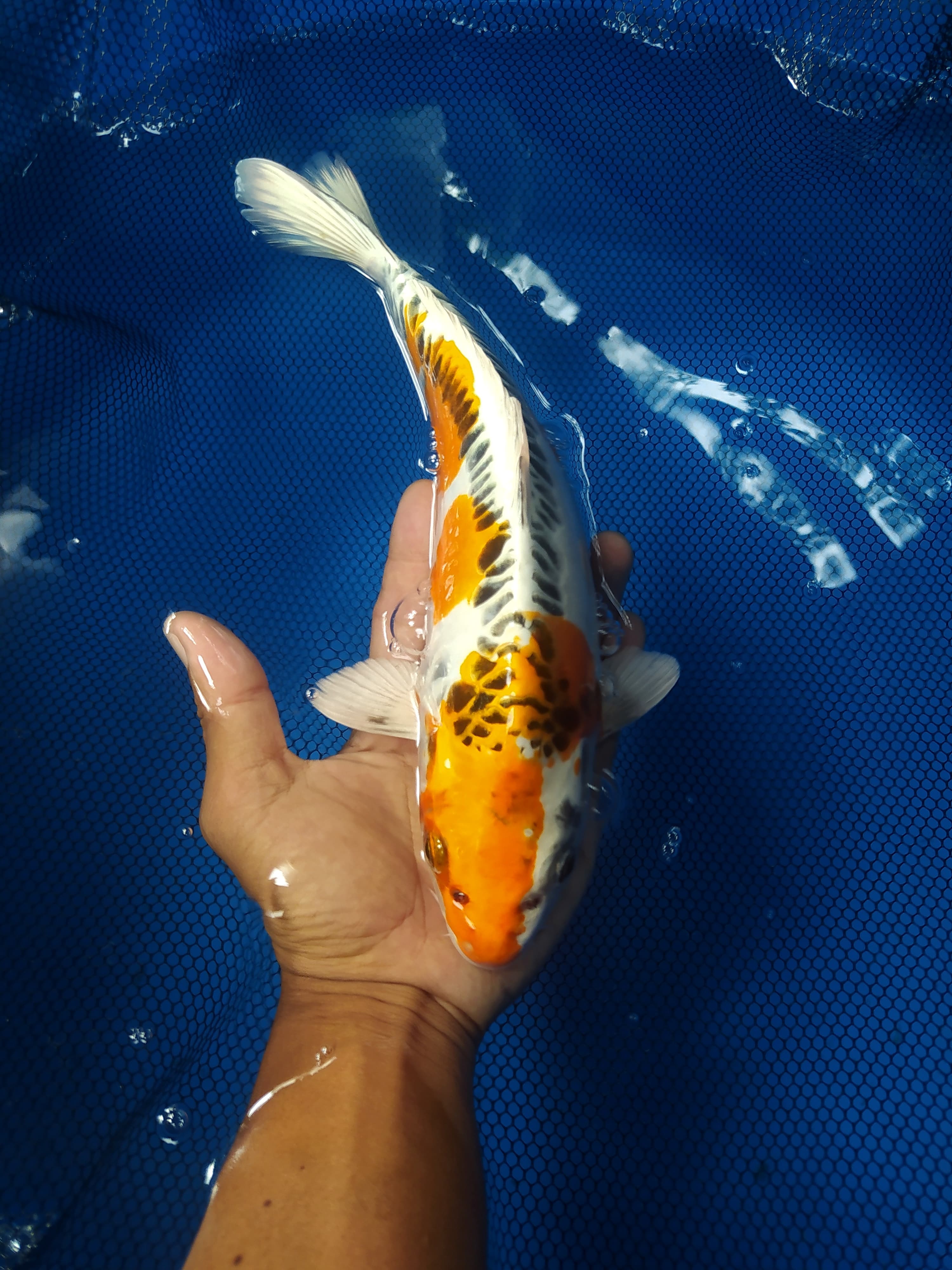 Lelang Koi Online, Jual Beli Ikan Koi, Pusat Jual Beli Koi, Info Lelang Koi Hari Ini, Platform Jual Beli Koi, Jual Beli Ikan Koi Online, Marketplace Ikan Koi, Jual Koi Terbaik, Tempat Beli Koi Berkualitas, Pasar Ikan Koi Online Terpercaya, Penjual Ikan Koi Terpercaya, Beli Koi Hias Online, Ikan Koi untuk Dijual, Koi Kualitas Terbaik, Toko Online Ikan Koi, Koi Hias Untuk Dijual, Jual Beli Ikan Koi Lokal, Koi Indonesia Online, Pusat Jual Beli Koi Terbesar