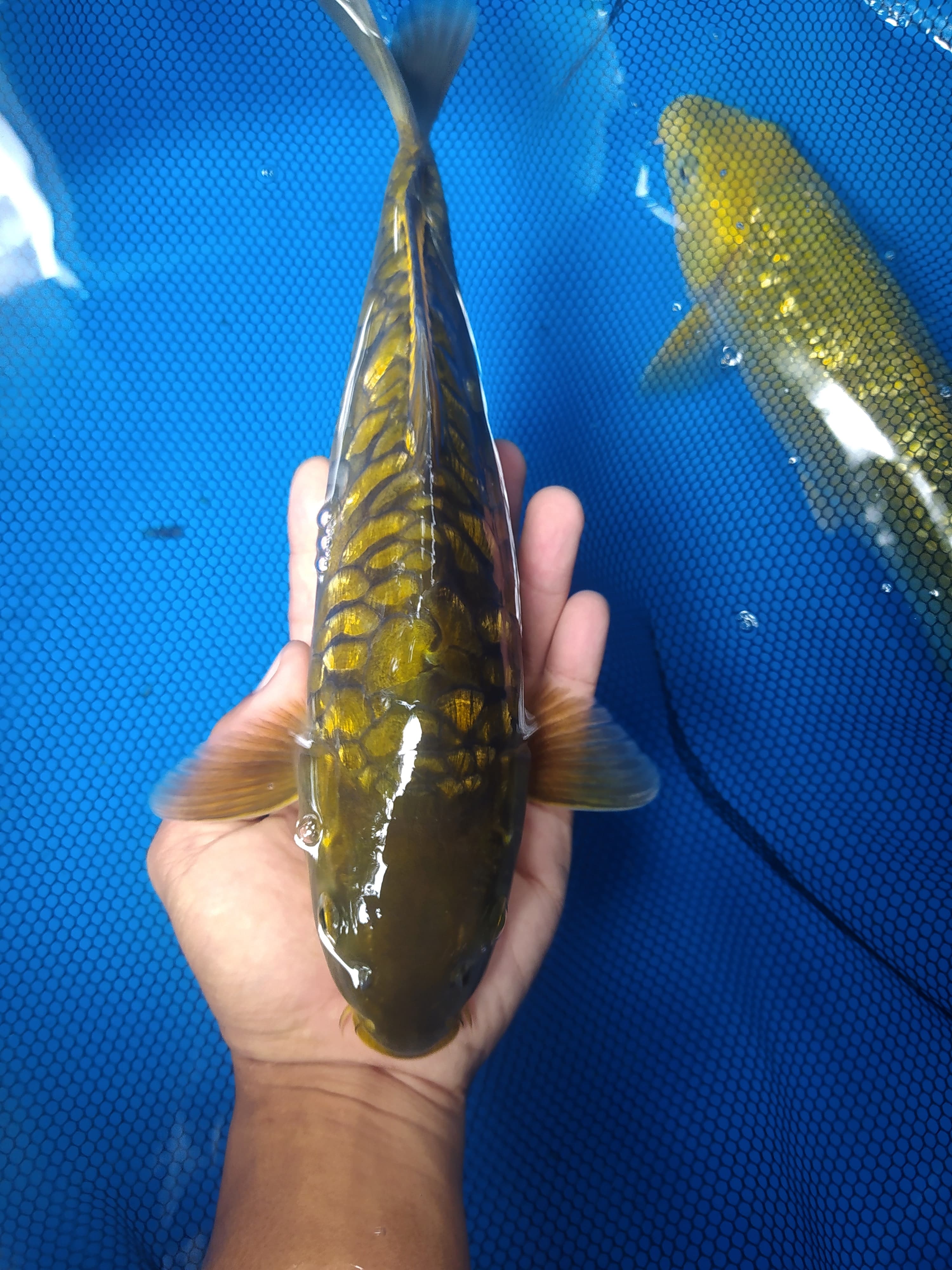 Lelang Koi Online, Jual Beli Ikan Koi, Pusat Jual Beli Koi, Info Lelang Koi Hari Ini, Platform Jual Beli Koi, Jual Beli Ikan Koi Online, Marketplace Ikan Koi, Jual Koi Terbaik, Tempat Beli Koi Berkualitas, Pasar Ikan Koi Online Terpercaya, Penjual Ikan Koi Terpercaya, Beli Koi Hias Online, Ikan Koi untuk Dijual, Koi Kualitas Terbaik, Toko Online Ikan Koi, Koi Hias Untuk Dijual, Jual Beli Ikan Koi Lokal, Koi Indonesia Online, Pusat Jual Beli Koi Terbesar