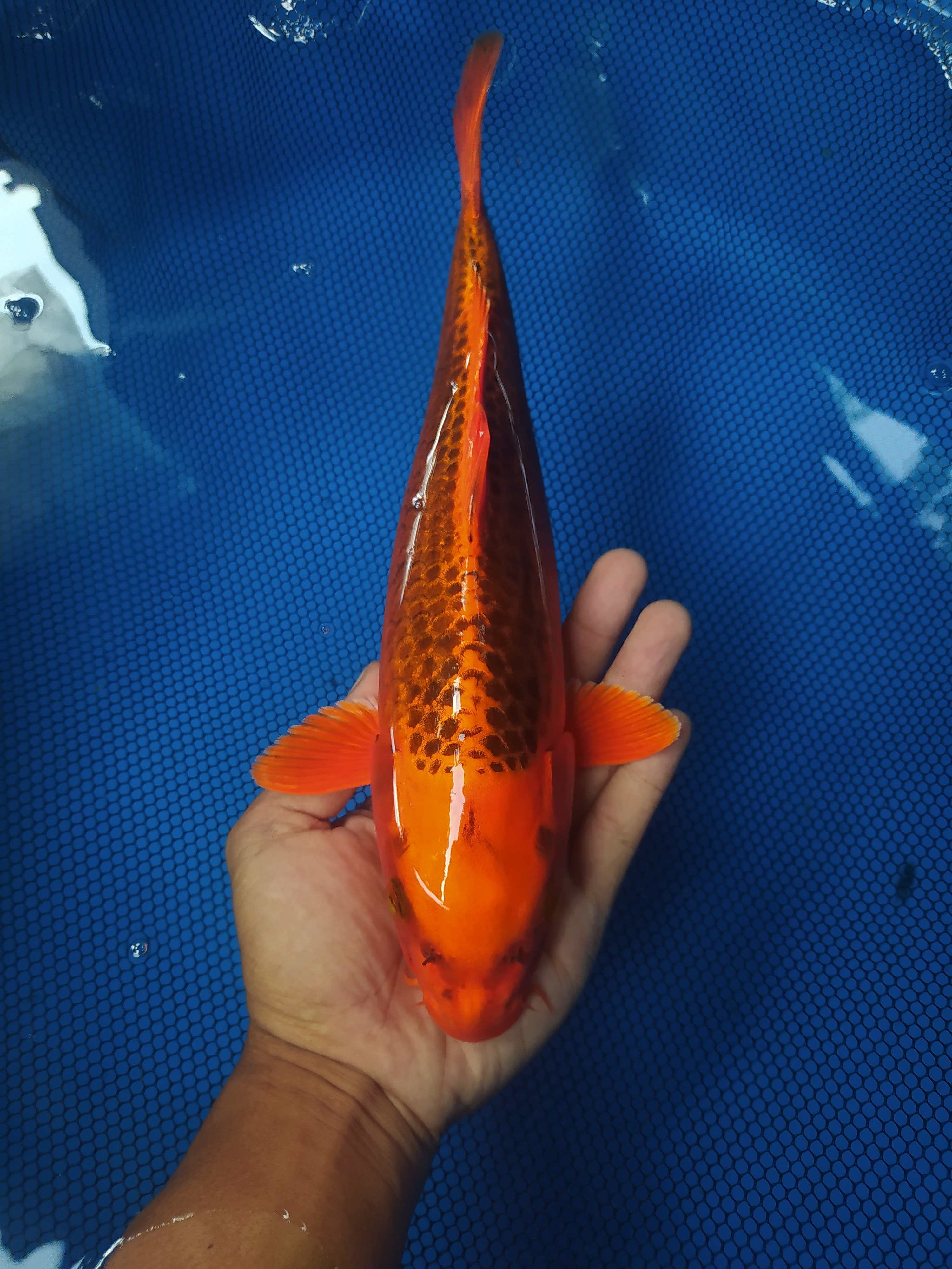 Lelang Koi Online, Jual Beli Ikan Koi, Pusat Jual Beli Koi, Info Lelang Koi Hari Ini, Platform Jual Beli Koi, Jual Beli Ikan Koi Online, Marketplace Ikan Koi, Jual Koi Terbaik, Tempat Beli Koi Berkualitas, Pasar Ikan Koi Online Terpercaya, Penjual Ikan Koi Terpercaya, Beli Koi Hias Online, Ikan Koi untuk Dijual, Koi Kualitas Terbaik, Toko Online Ikan Koi, Koi Hias Untuk Dijual, Jual Beli Ikan Koi Lokal, Koi Indonesia Online, Pusat Jual Beli Koi Terbesar