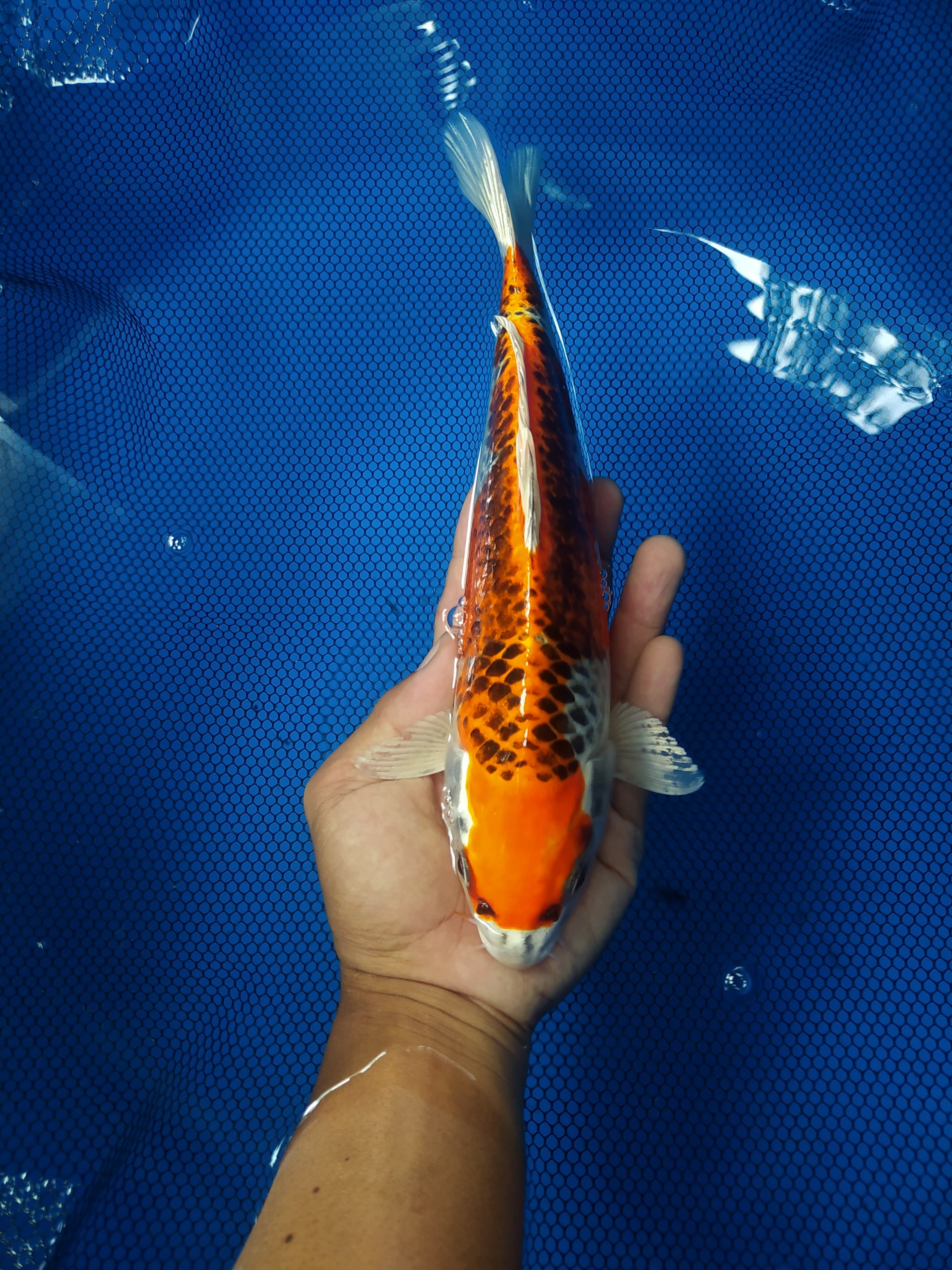 Lelang Koi Online, Jual Beli Ikan Koi, Pusat Jual Beli Koi, Info Lelang Koi Hari Ini, Platform Jual Beli Koi, Jual Beli Ikan Koi Online, Marketplace Ikan Koi, Jual Koi Terbaik, Tempat Beli Koi Berkualitas, Pasar Ikan Koi Online Terpercaya, Penjual Ikan Koi Terpercaya, Beli Koi Hias Online, Ikan Koi untuk Dijual, Koi Kualitas Terbaik, Toko Online Ikan Koi, Koi Hias Untuk Dijual, Jual Beli Ikan Koi Lokal, Koi Indonesia Online, Pusat Jual Beli Koi Terbesar
