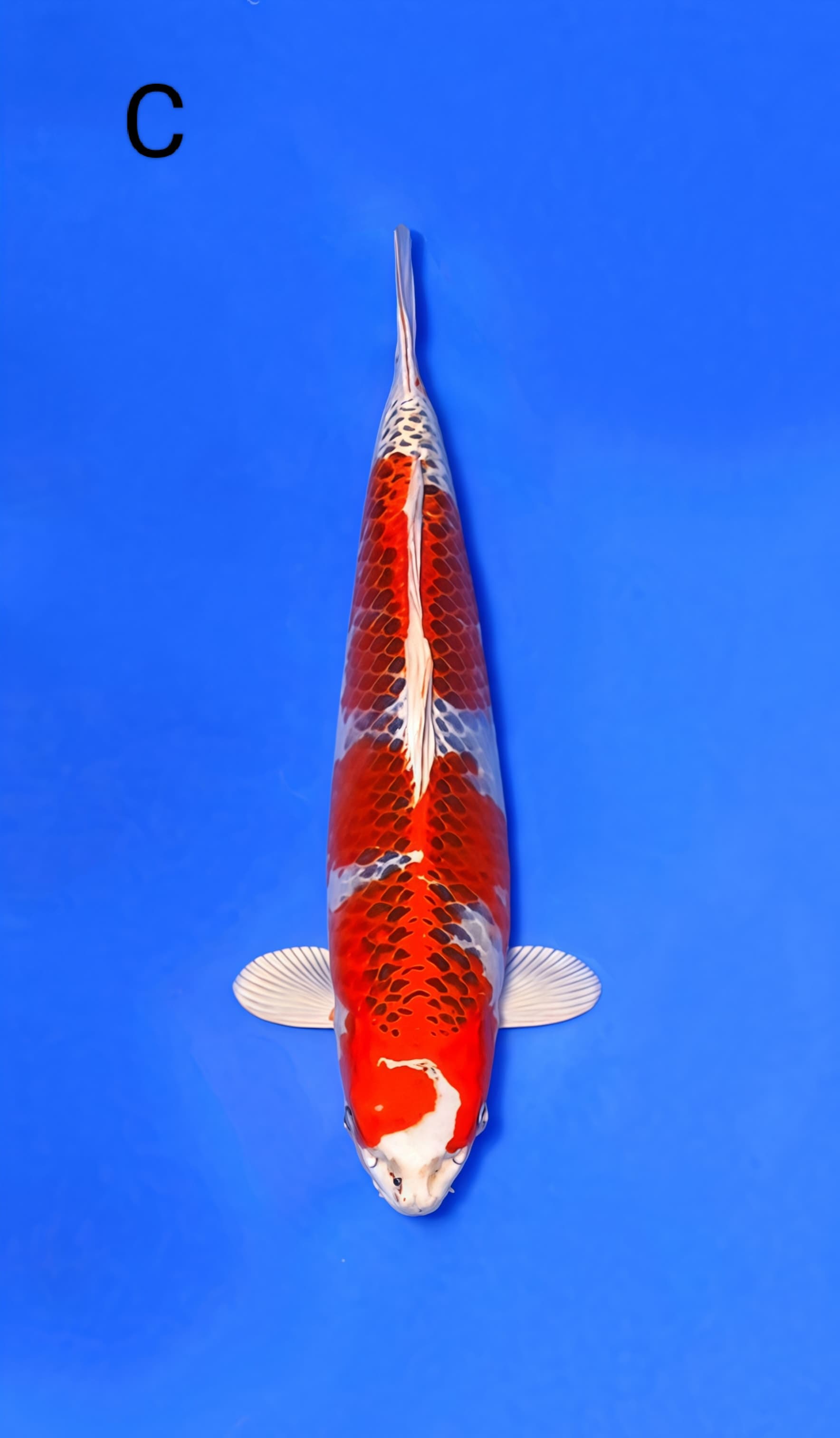 Lelang Koi Online, Jual Beli Ikan Koi, Pusat Jual Beli Koi, Info Lelang Koi Hari Ini, Platform Jual Beli Koi, Jual Beli Ikan Koi Online, Marketplace Ikan Koi, Jual Koi Terbaik, Tempat Beli Koi Berkualitas, Pasar Ikan Koi Online Terpercaya, Penjual Ikan Koi Terpercaya, Beli Koi Hias Online, Ikan Koi untuk Dijual, Koi Kualitas Terbaik, Toko Online Ikan Koi, Koi Hias Untuk Dijual, Jual Beli Ikan Koi Lokal, Koi Indonesia Online, Pusat Jual Beli Koi Terbesar