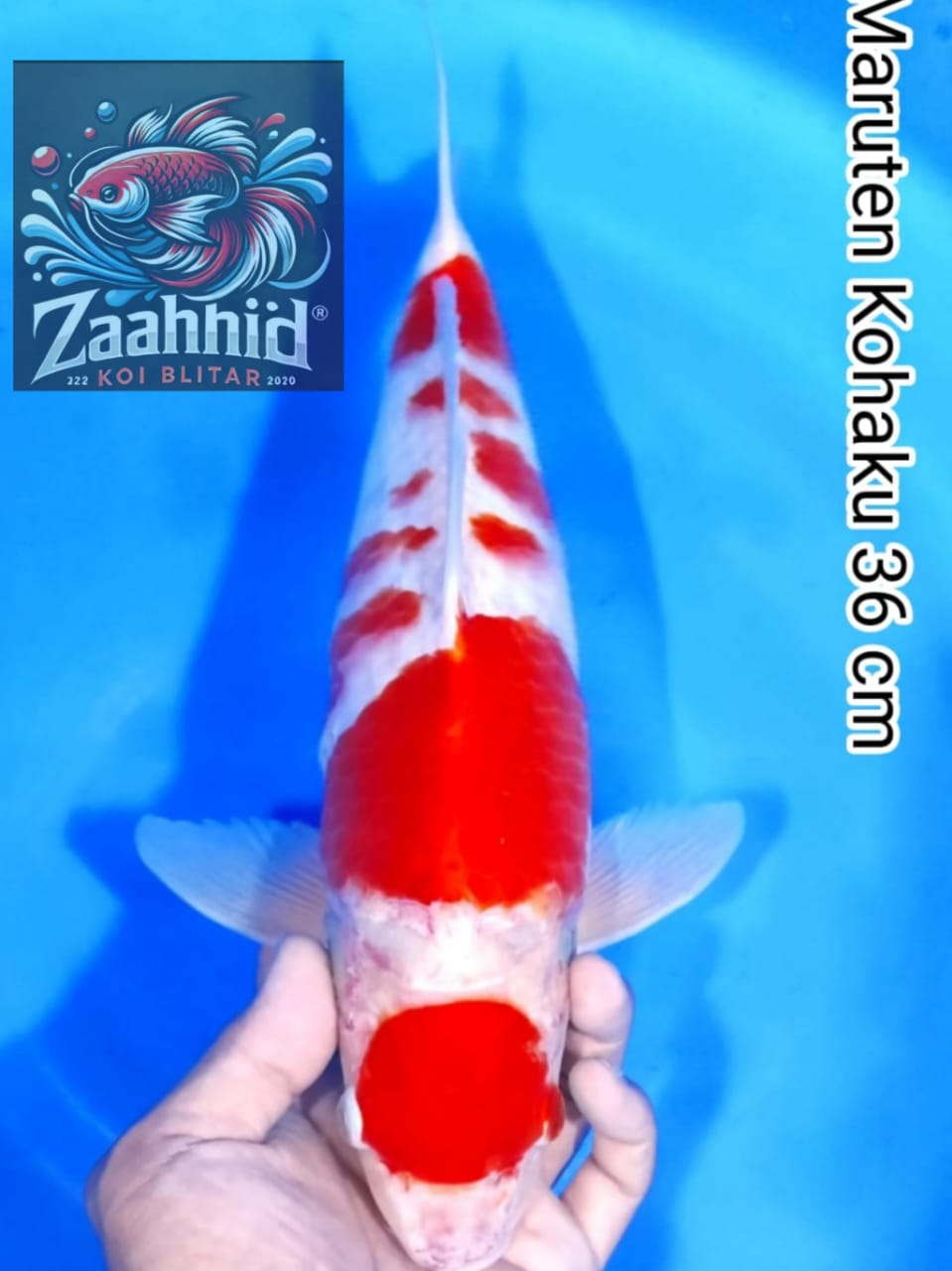 Lelang Koi Online, Jual Beli Ikan Koi, Pusat Jual Beli Koi, Info Lelang Koi Hari Ini, Platform Jual Beli Koi, Jual Beli Ikan Koi Online, Marketplace Ikan Koi, Jual Koi Terbaik, Tempat Beli Koi Berkualitas, Pasar Ikan Koi Online Terpercaya, Penjual Ikan Koi Terpercaya, Beli Koi Hias Online, Ikan Koi untuk Dijual, Koi Kualitas Terbaik, Toko Online Ikan Koi, Koi Hias Untuk Dijual, Jual Beli Ikan Koi Lokal, Koi Indonesia Online, Pusat Jual Beli Koi Terbesar