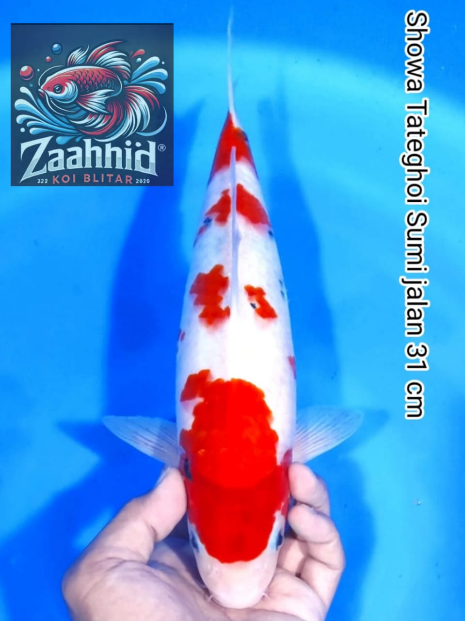 Lelang Koi Online, Jual Beli Ikan Koi, Pusat Jual Beli Koi, Info Lelang Koi Hari Ini, Platform Jual Beli Koi, Jual Beli Ikan Koi Online, Marketplace Ikan Koi, Jual Koi Terbaik, Tempat Beli Koi Berkualitas, Pasar Ikan Koi Online Terpercaya, Penjual Ikan Koi Terpercaya, Beli Koi Hias Online, Ikan Koi untuk Dijual, Koi Kualitas Terbaik, Toko Online Ikan Koi, Koi Hias Untuk Dijual, Jual Beli Ikan Koi Lokal, Koi Indonesia Online, Pusat Jual Beli Koi Terbesar