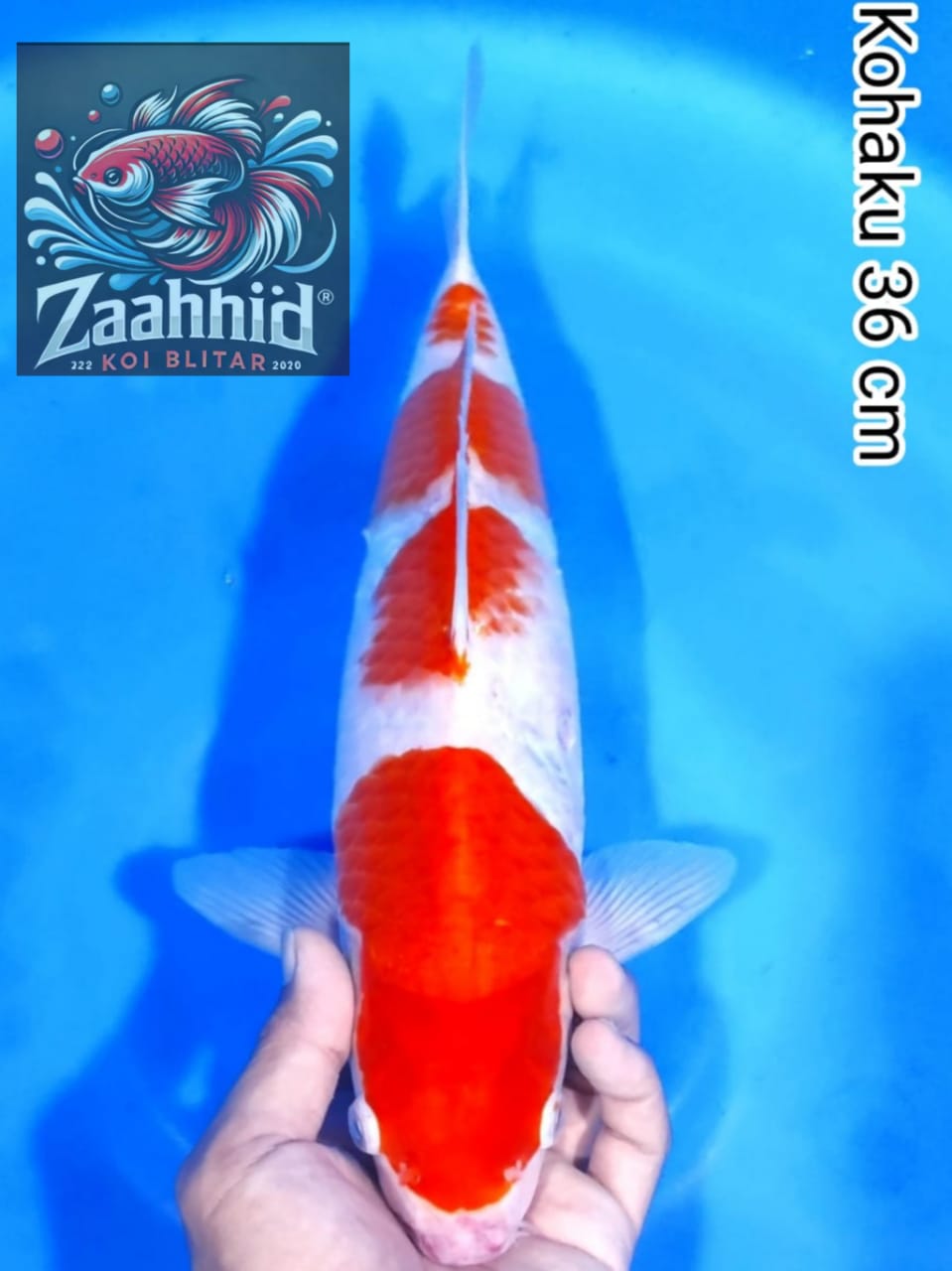Lelang Koi Online, Jual Beli Ikan Koi, Pusat Jual Beli Koi, Info Lelang Koi Hari Ini, Platform Jual Beli Koi, Jual Beli Ikan Koi Online, Marketplace Ikan Koi, Jual Koi Terbaik, Tempat Beli Koi Berkualitas, Pasar Ikan Koi Online Terpercaya, Penjual Ikan Koi Terpercaya, Beli Koi Hias Online, Ikan Koi untuk Dijual, Koi Kualitas Terbaik, Toko Online Ikan Koi, Koi Hias Untuk Dijual, Jual Beli Ikan Koi Lokal, Koi Indonesia Online, Pusat Jual Beli Koi Terbesar