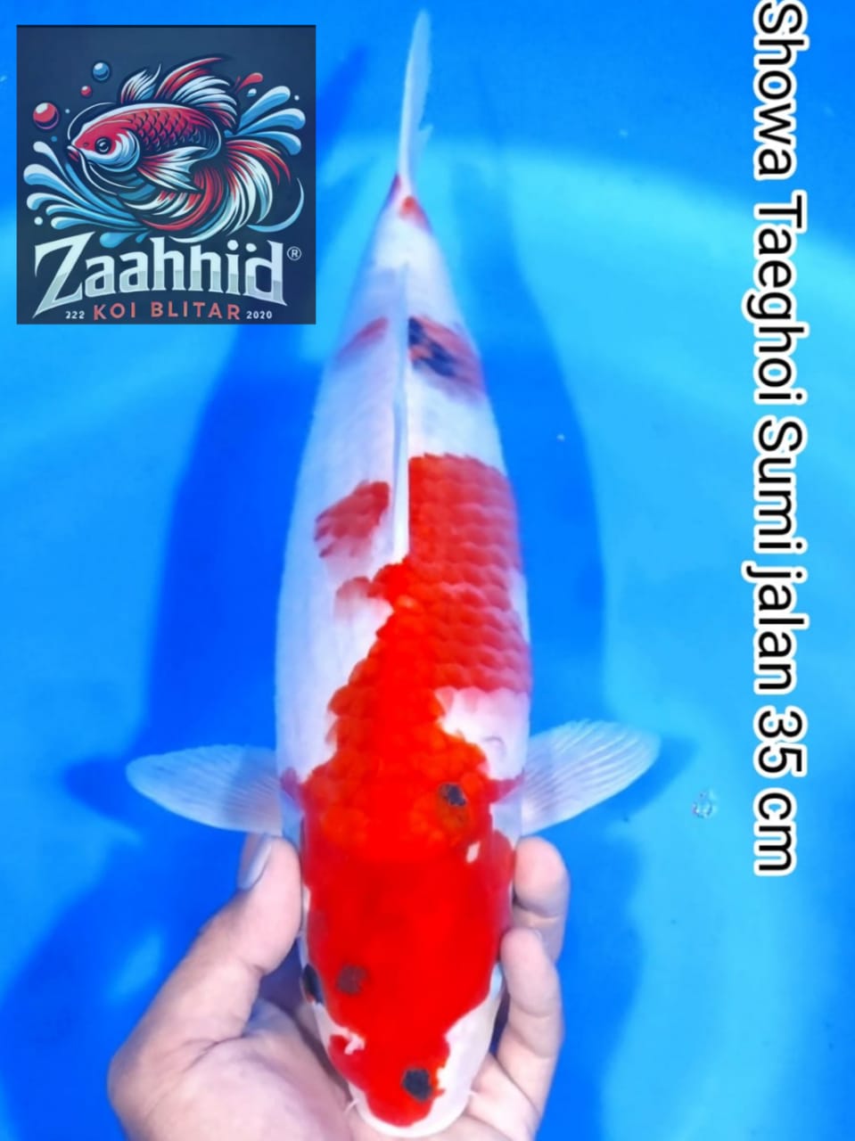 Lelang Koi Online, Jual Beli Ikan Koi, Pusat Jual Beli Koi, Info Lelang Koi Hari Ini, Platform Jual Beli Koi, Jual Beli Ikan Koi Online, Marketplace Ikan Koi, Jual Koi Terbaik, Tempat Beli Koi Berkualitas, Pasar Ikan Koi Online Terpercaya, Penjual Ikan Koi Terpercaya, Beli Koi Hias Online, Ikan Koi untuk Dijual, Koi Kualitas Terbaik, Toko Online Ikan Koi, Koi Hias Untuk Dijual, Jual Beli Ikan Koi Lokal, Koi Indonesia Online, Pusat Jual Beli Koi Terbesar