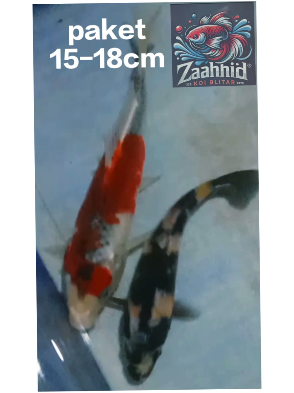 Lelang Koi Online, Jual Beli Ikan Koi, Pusat Jual Beli Koi, Info Lelang Koi Hari Ini, Platform Jual Beli Koi, Jual Beli Ikan Koi Online, Marketplace Ikan Koi, Jual Koi Terbaik, Tempat Beli Koi Berkualitas, Pasar Ikan Koi Online Terpercaya, Penjual Ikan Koi Terpercaya, Beli Koi Hias Online, Ikan Koi untuk Dijual, Koi Kualitas Terbaik, Toko Online Ikan Koi, Koi Hias Untuk Dijual, Jual Beli Ikan Koi Lokal, Koi Indonesia Online, Pusat Jual Beli Koi Terbesar