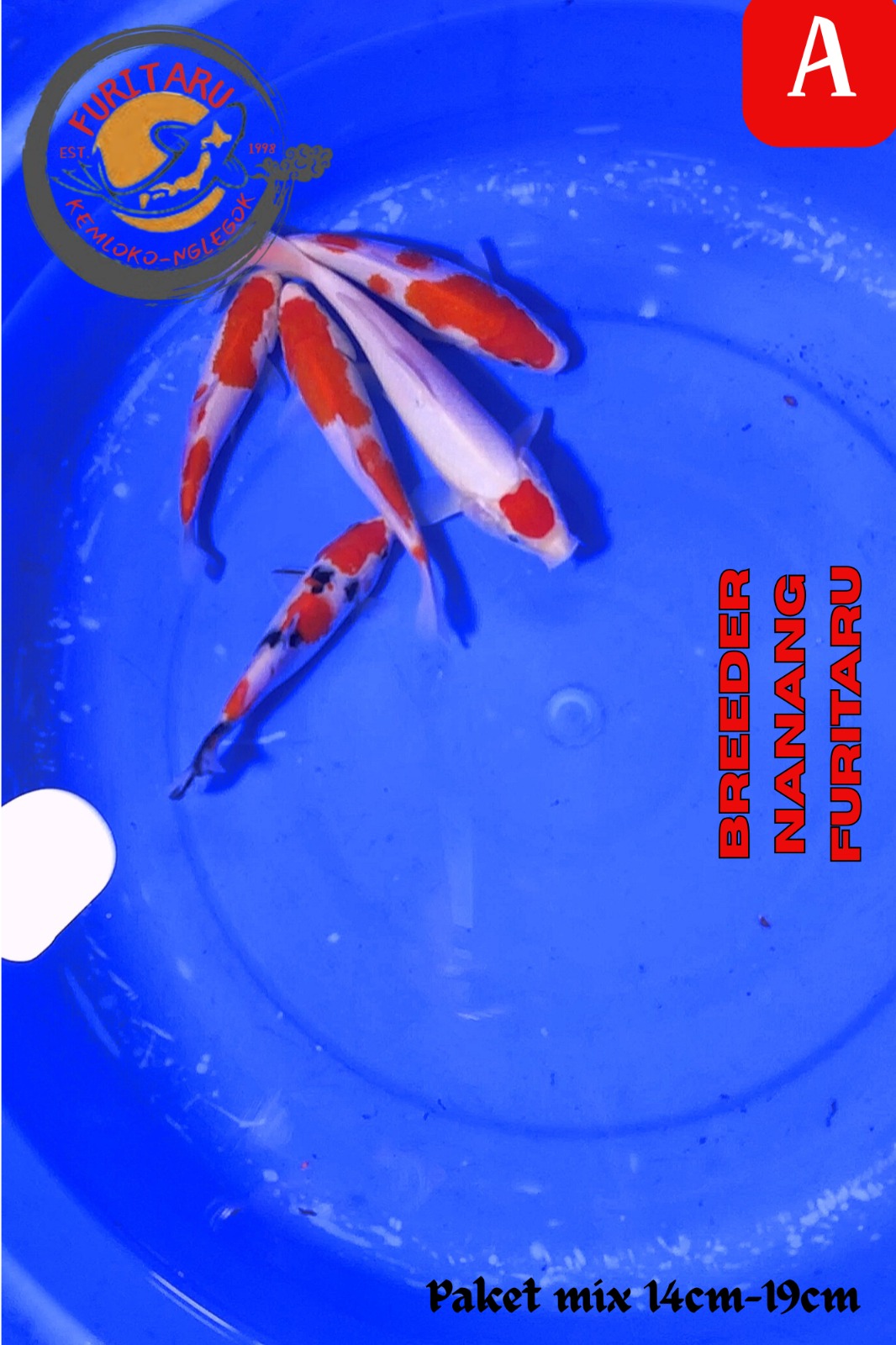 Lelang Koi Online, Jual Beli Ikan Koi, Pusat Jual Beli Koi, Info Lelang Koi Hari Ini, Platform Jual Beli Koi, Jual Beli Ikan Koi Online, Marketplace Ikan Koi, Jual Koi Terbaik, Tempat Beli Koi Berkualitas, Pasar Ikan Koi Online Terpercaya, Penjual Ikan Koi Terpercaya, Beli Koi Hias Online, Ikan Koi untuk Dijual, Koi Kualitas Terbaik, Toko Online Ikan Koi, Koi Hias Untuk Dijual, Jual Beli Ikan Koi Lokal, Koi Indonesia Online, Pusat Jual Beli Koi Terbesar