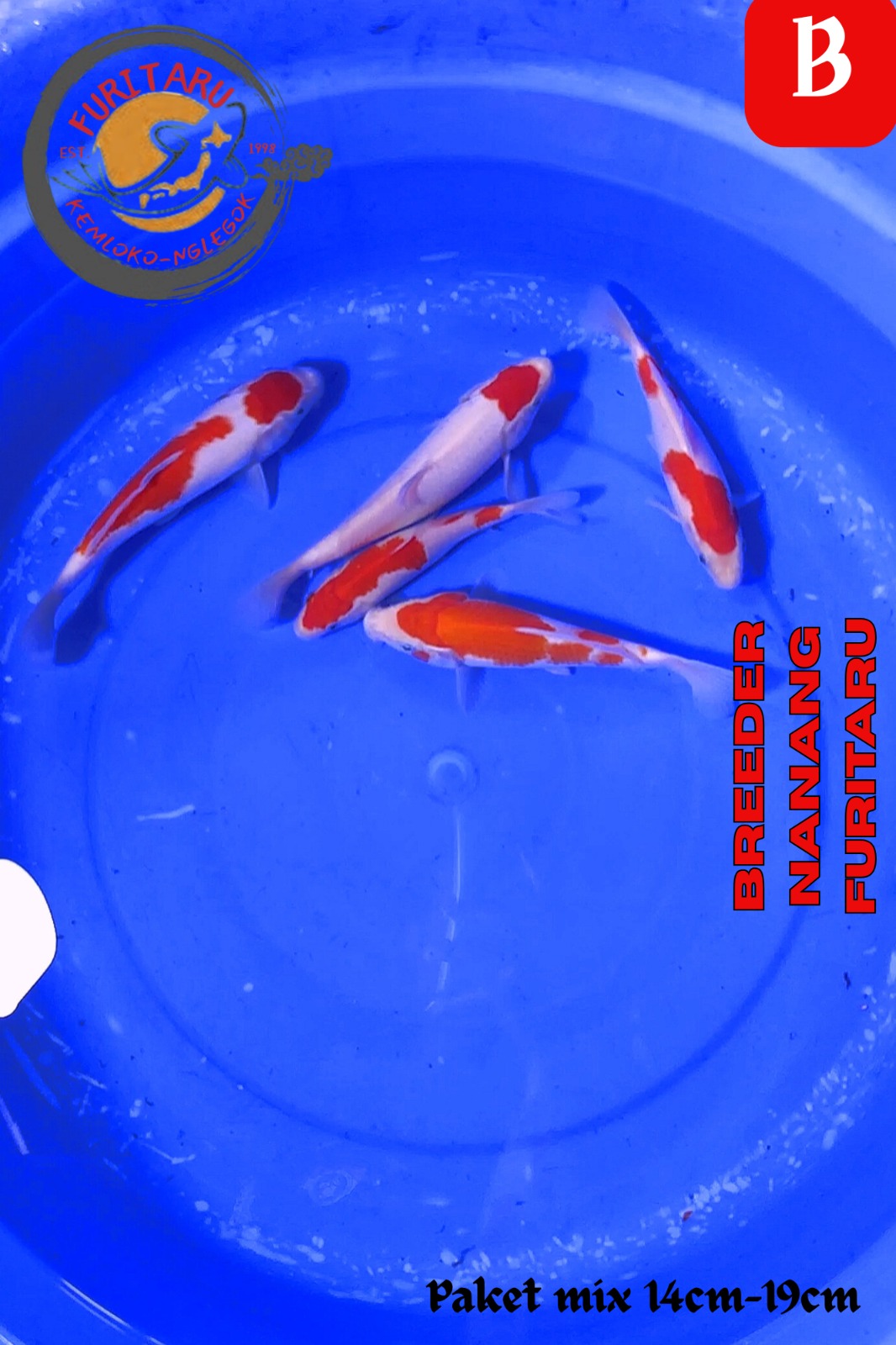 Lelang Koi Online, Jual Beli Ikan Koi, Pusat Jual Beli Koi, Info Lelang Koi Hari Ini, Platform Jual Beli Koi, Jual Beli Ikan Koi Online, Marketplace Ikan Koi, Jual Koi Terbaik, Tempat Beli Koi Berkualitas, Pasar Ikan Koi Online Terpercaya, Penjual Ikan Koi Terpercaya, Beli Koi Hias Online, Ikan Koi untuk Dijual, Koi Kualitas Terbaik, Toko Online Ikan Koi, Koi Hias Untuk Dijual, Jual Beli Ikan Koi Lokal, Koi Indonesia Online, Pusat Jual Beli Koi Terbesar